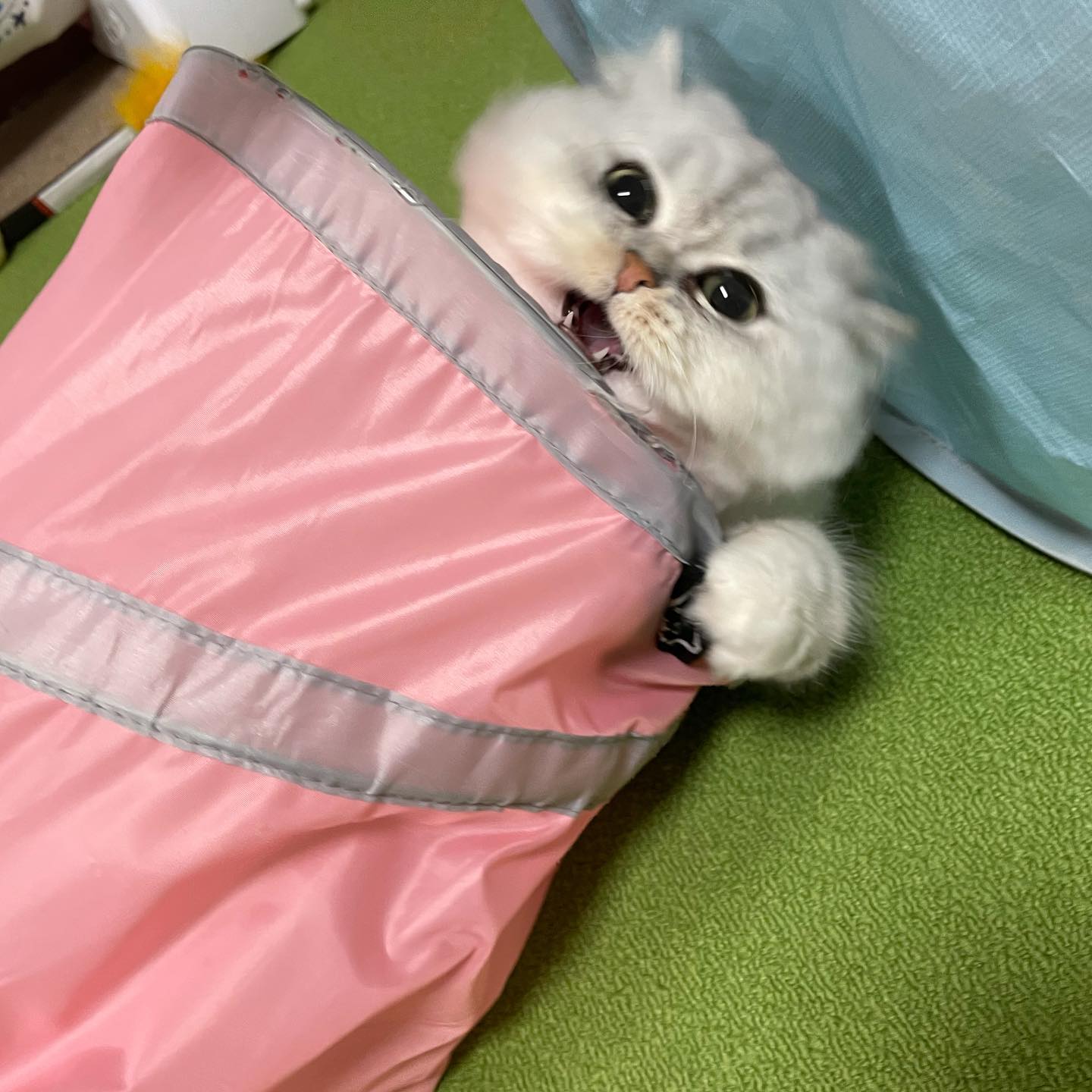 スズメちゃん、今回もたくさん遊んで楽しかったね〜?弟分のリツちゃんがお家に来てから、お留守番は全然寂しくないように見えます#tokyopetsitter #cat
