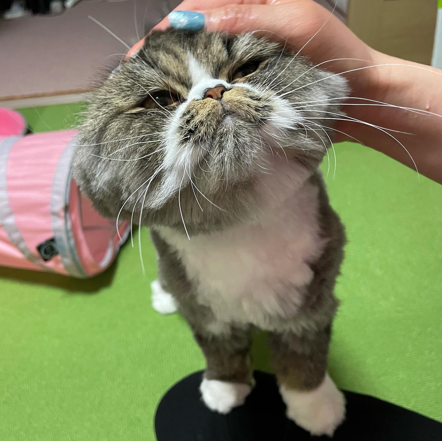 新入りのリツちゃんは甘えん坊さんよく遊んでよく食べて、スズメちゃんと力を合わせてお留守番を頑張ってくれました#tokyopetsitter #cat