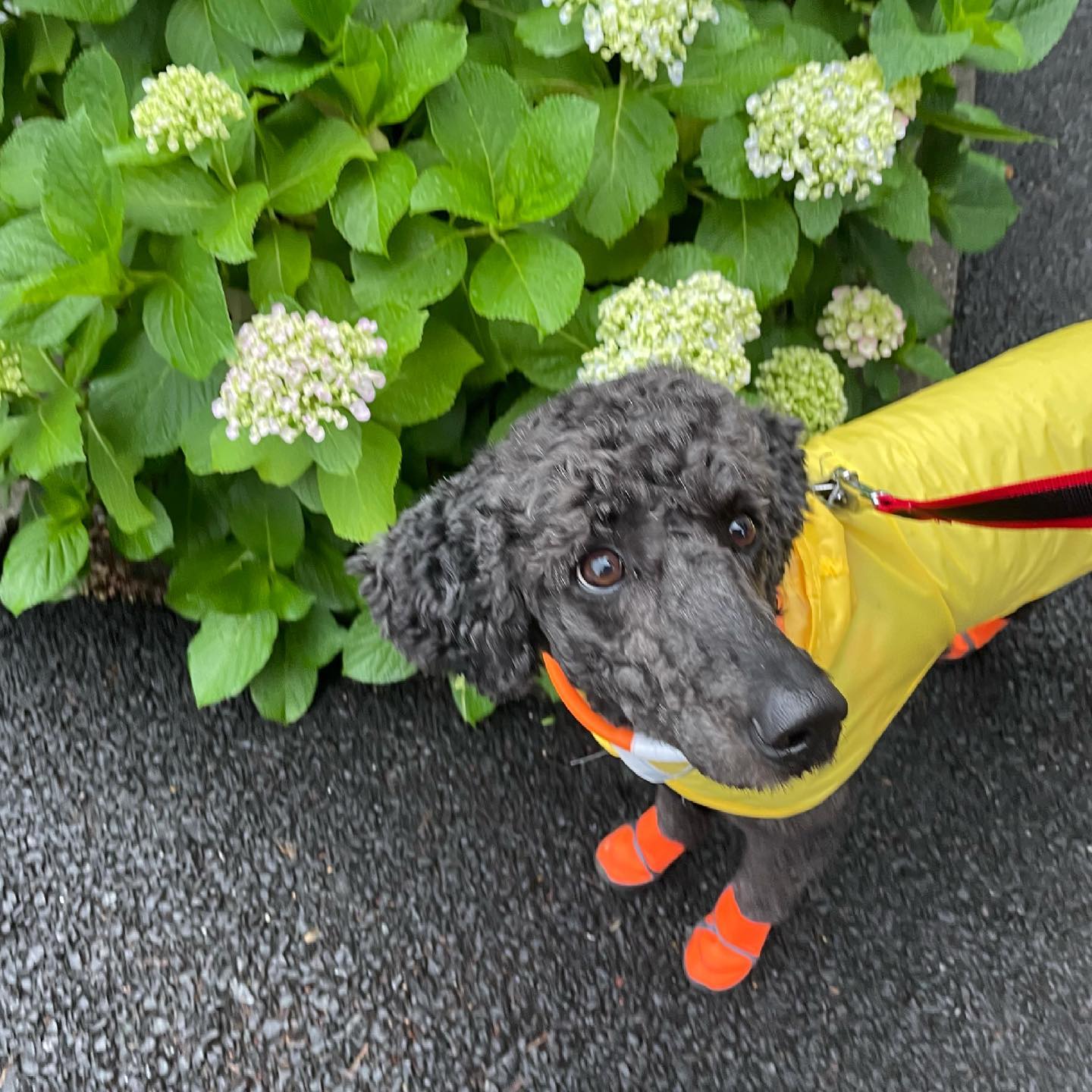毎日雨で、やんなっちゃうね?ニコちゃんは雨の日もオシャレ?#tokyopetsitter #standardpoodle #ペットシッター #お散歩代行 #スタンダードプードル
