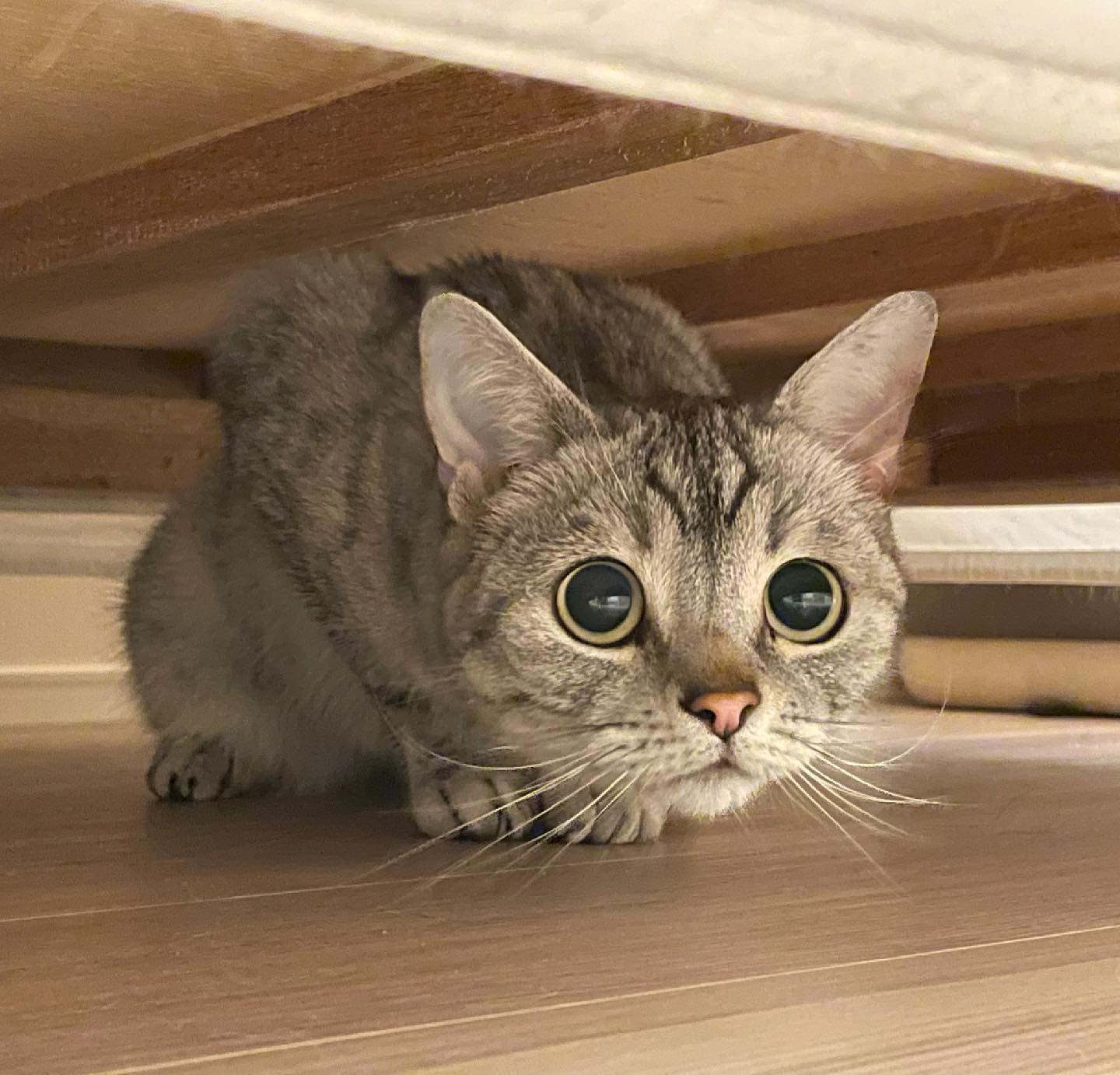 ひなとくん&はるくん&ふうちゃんの3匹のにゃんこのお世話に伺いましたおにいちゃんの「ひなとくん」ビックリしちゃってベッドの下に引きこもりでしたが、お顔はとっても優しくて。シッティング後半に静かに待っていたら、こっそりと出て来て、すこーしずつ近くまで来てくれました?頑張ってくれてありがとうね、ひなとくん#tokyopetsitter #初めてのお留守番 #cat #ねこ