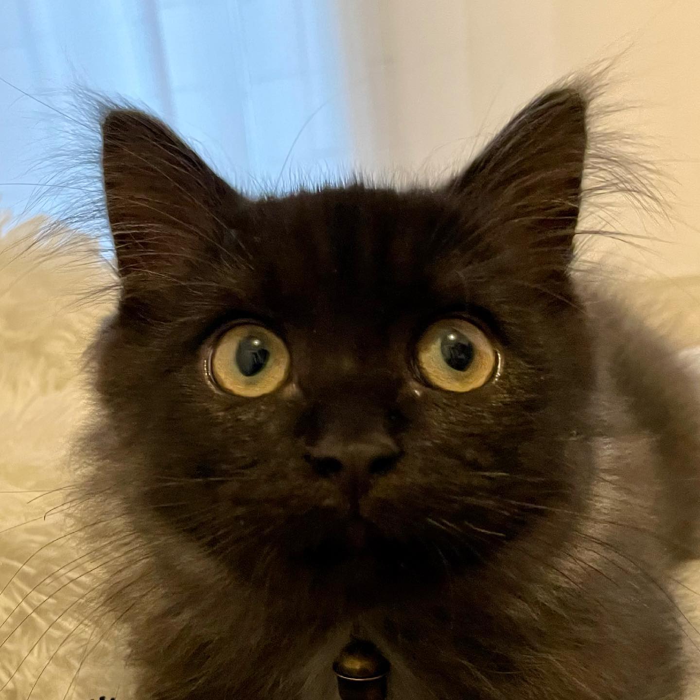 初めてのお留守番に挑戦したトロワちゃん?まだ小さな子猫ちゃんです暇を持て余してとにかく遊びたくて仕方がないようだったので、一時間ずっとおもちゃ遊びに励んでもらいましたとっても楽しい時間を過ごさせていただきました成長するためにすごく食べるし、スタミナが切れるまで遊び続けるし、あんなに小さな身体なのに凄いなと、子猫ちゃんのシッティングをしているといつも思います。大きく健やかに成長してね!#tokyopetsitter #cat #saiberian #サイベリアン