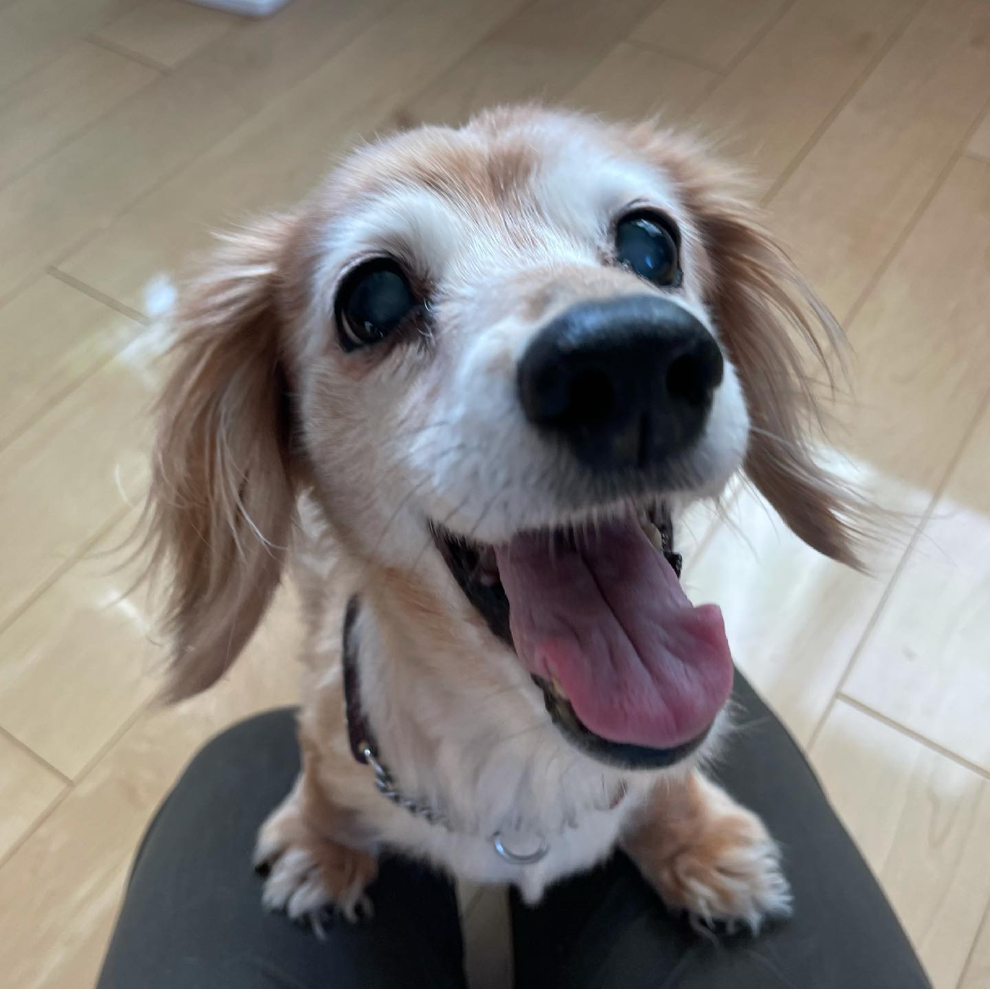 ニコニコ笑顔の琥珀ちゃん目が見えないけど、私のにおいを辿ってすぐに見つけてくれる一時間、ナデナデとマッサージを堪能して満足してくれました#tokyopetsitter #dackshund #seniordog #ダックスフンド #ペットシッター