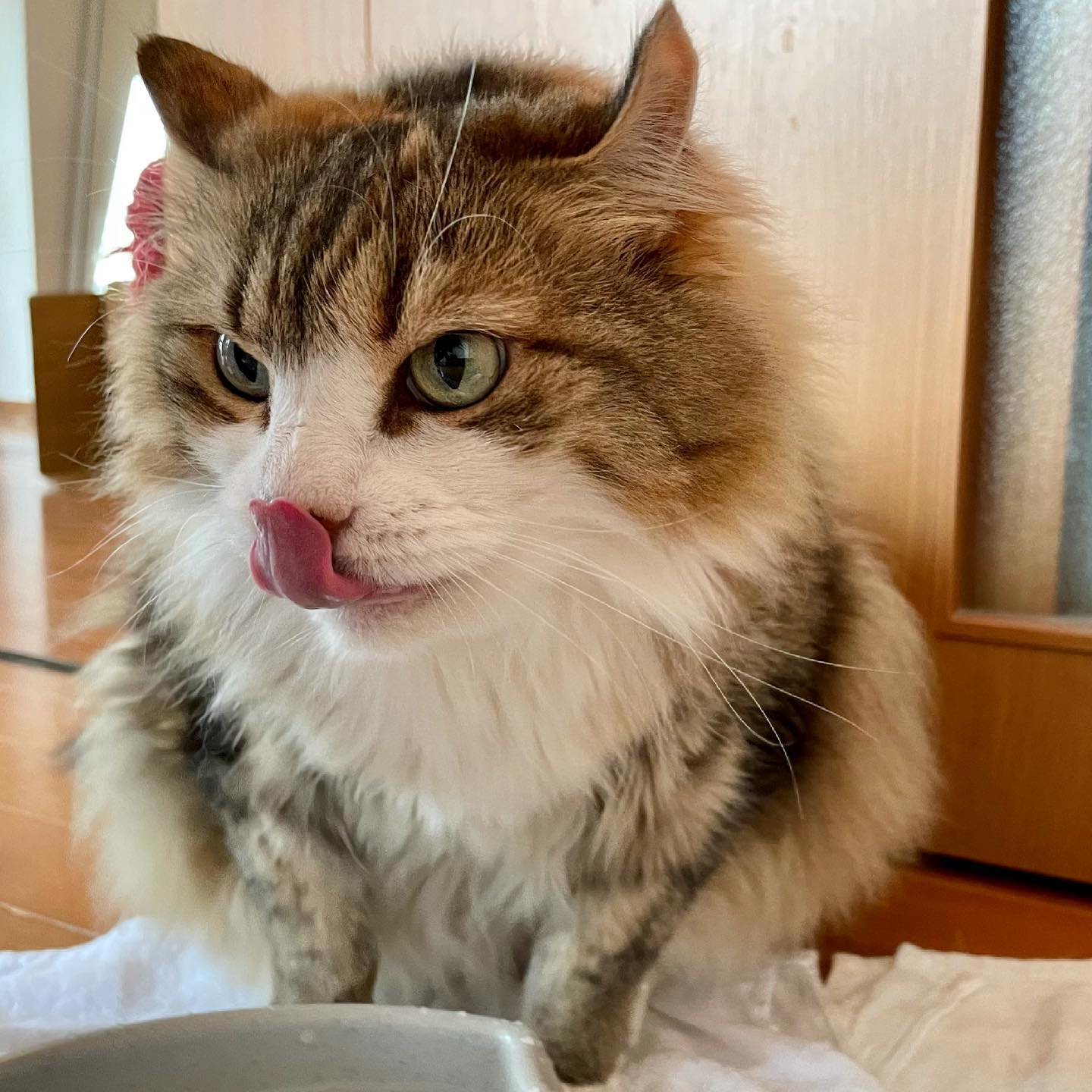 入れ替えたばかりのお水を飲んで、ご満悦のギャビーちゃん#tokyopetsitter #americancurl #cat #アメリカンカール #ねこすたぐらむ
