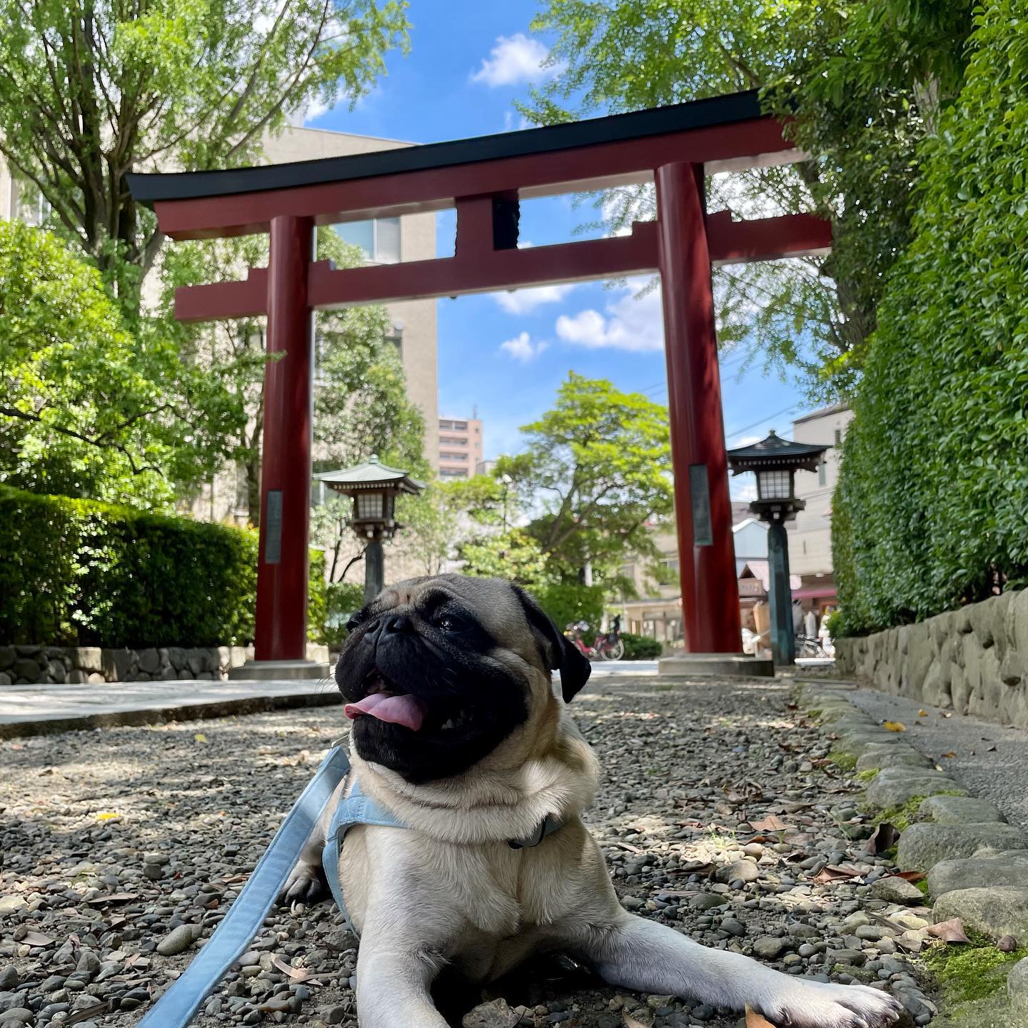 夏、来たー！#tokyopetsitter #persitter #お散歩代行