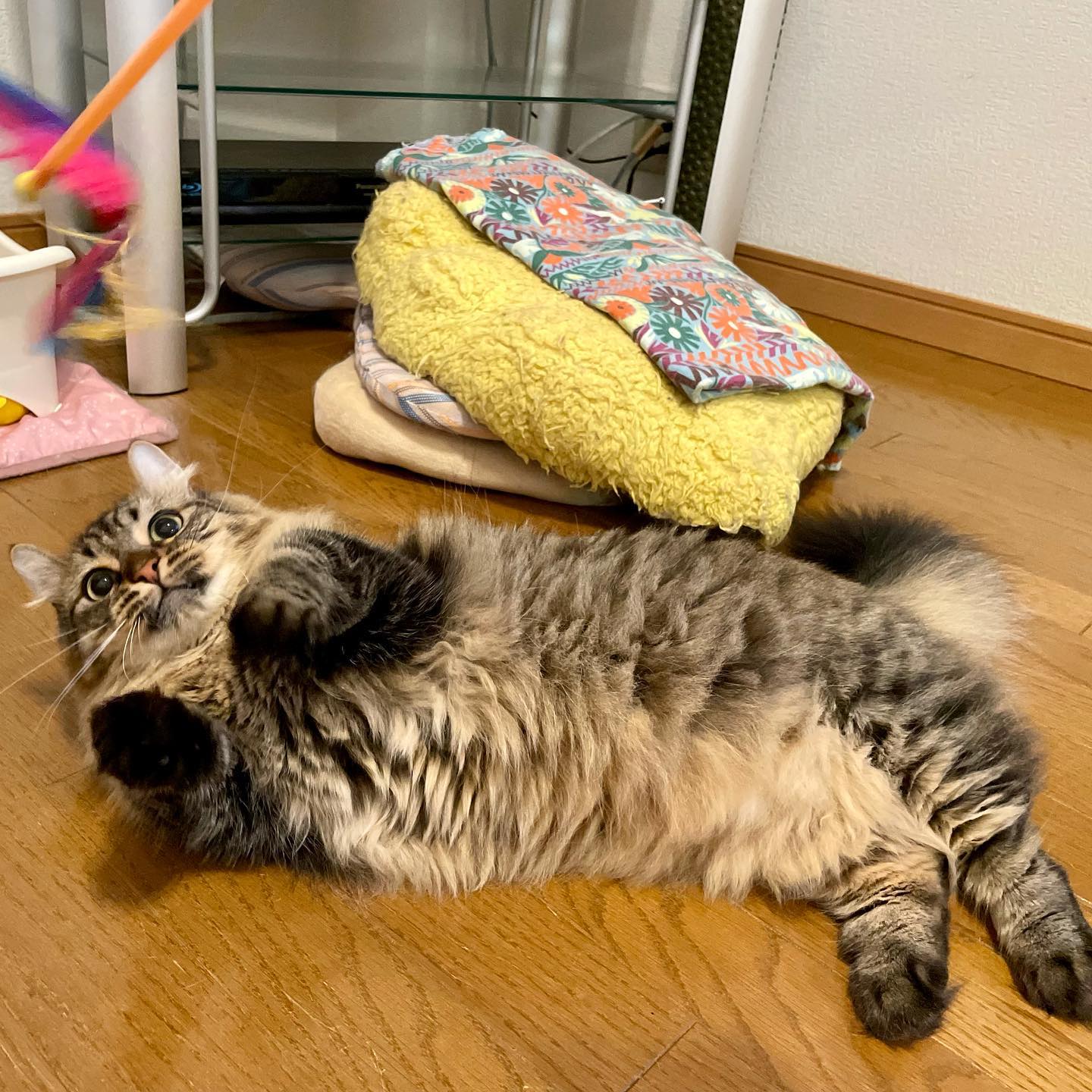 キンカローのデメルちゃんと、ラガマフィンのさとこちゃん約1年ぶりの再会でした❣️手足が短いのでバタバタと不器用に遊ぶデメルちゃんと、身体が大きくてパワフルなさとこちゃん性格も真逆だけど、仲良しで良いコンビです?2人一緒なので、お留守番もあまり寂しがらずに頑張れました#tokyopetsitter #petsitter #kinkalow #ragamaffin #ペットシッター #キンカロー #ラガマフィン