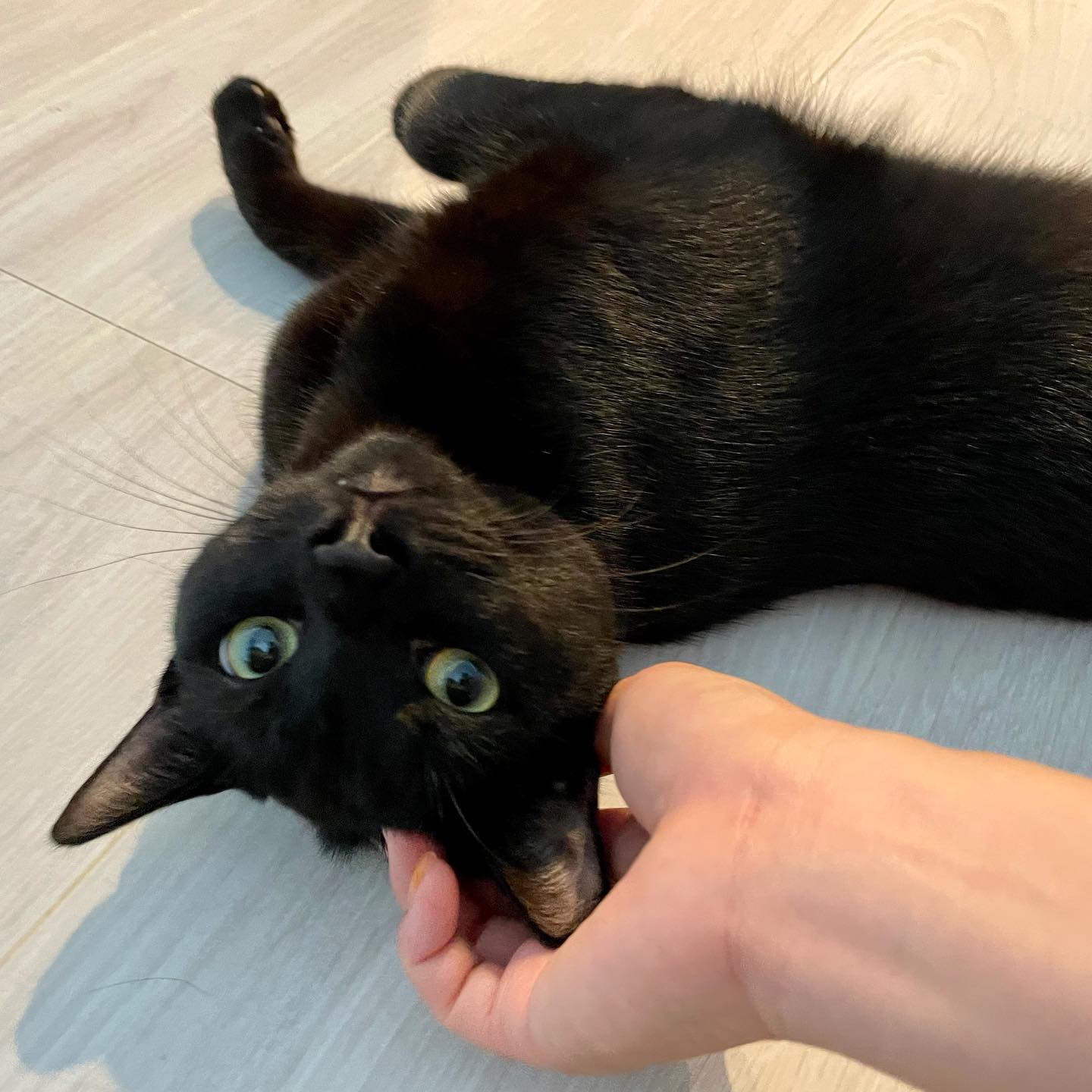 黒猫のごまちゃん?初めてのお留守番にチャレンジでしたシッティング初日、フレンドリーなはずのごまちゃんがキョトンとしたお顔をした後にソファ下に隠れてしまいました。お打ち合わせからお留守番まで少し日が開いたので、すぐには私のことを思い出せなかったようです優しく名前を呼んであげますと安心したのか、1分後には出て来て撫でさせてくれていました?それ以降はとっても仲良しになれて、毎日ブラッシングにうっとりのごまちゃんでした飼い主様にも、ブラッシングのやり方を真似したいと仰っていただき、感無量です❣️ごまちゃん、実は食いしん坊さんです。ごはんは、あげたらあげただけ、すぐに食べてしまいます。なので今回それが一番心配だったのですが、シッティング開始時に一日分の半量をあげて、退室前に残りをご用意させていただきました。翌日あまりお腹を空かさずに待ってくれていたので、ちゃんと調整しながら食べてくれたようです♀️甘えん坊ごまちゃん、お留守番よく頑張りました#tokyopetsitter #cat #ペットシッター #初めてのお留守番