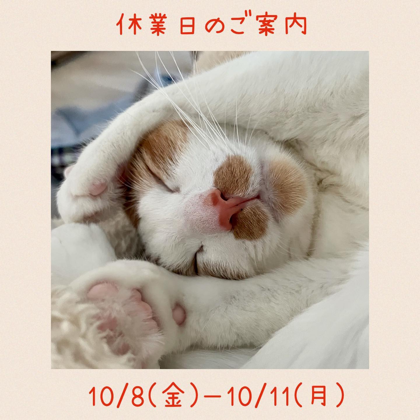 Instagram Image 文京区 ペットシッター/キャットシッター