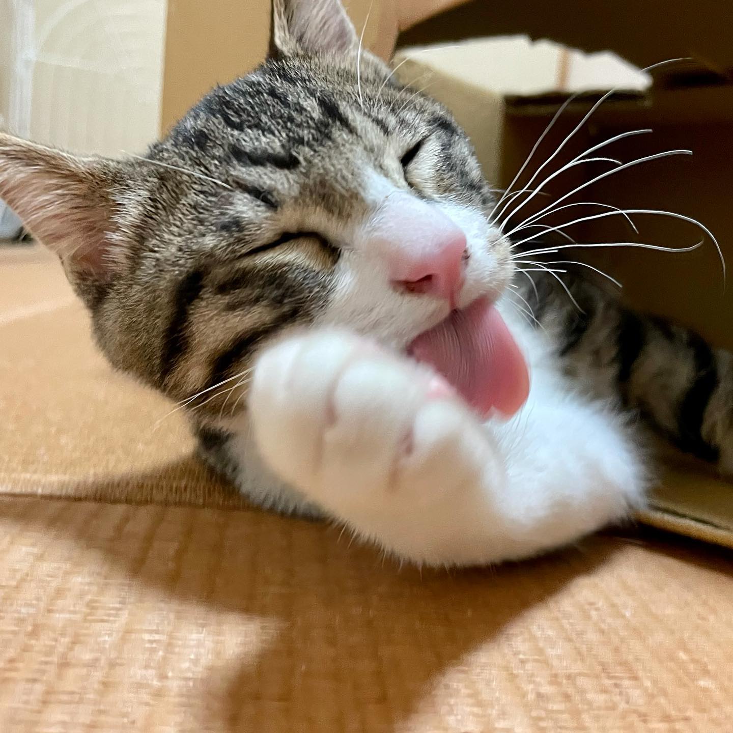 生後すぐに保護されたヤッチちゃんスクスクと元気に育っています生後3ヶ月半。すーっごくパワフルに遊ぶようになり、興奮しちゃうと、私の手もガブガブ笑子猫ちゃんですね〜ネコさんらしく、箱の中に入って遊ぶようにもなりました初めから人間に育てられているからか、他の子猫ちゃんよりも甘えん坊さんな気がします。「ココが僕の居場所」とでも言うように、あぐらの窪みや、おひざの上にやって来てくつろいでくれます。このままの甘えん坊さんのまま大きくなって、これからもずっと私のおひざに来てくれたら嬉しいな〜少し歳の離れたおにいちゃんとおねえちゃんも、いつも私の訪問を喜んでくれますとっても可愛い子たちです。ケージくんとルナちゃん、元気で長生きしてね❣️#tokyopetsitter #petsitter #kittycat #生後3ヶ月半 #ペットシッター #キャットシッター
