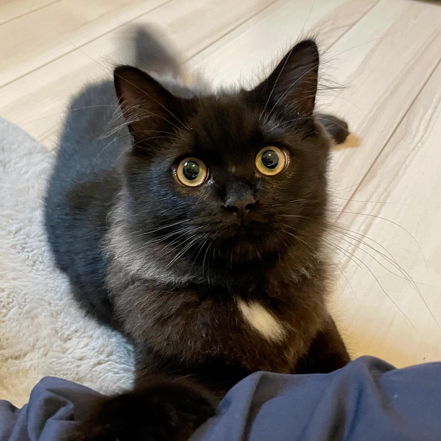 2ヶ月ぶりにトロワちゃんに会って来ました?子猫ちゃんの成長っぷりって凄まじいですね!前回よりもずーっと大きくなっていて、一緒に遊んでいたら迫力満点でしたじゃらしを追いかけて走り回ると、たまに息切れを起こして休憩となりますが、すぐにまた復活して走っていますサイベリアンの男の子なので、もっともっと大きくなるようです。今後の成長が楽しみです#tokyopetsitter #petsitter #saiberianforestcat #ペットシッター #キャットシッター #サイベリアン