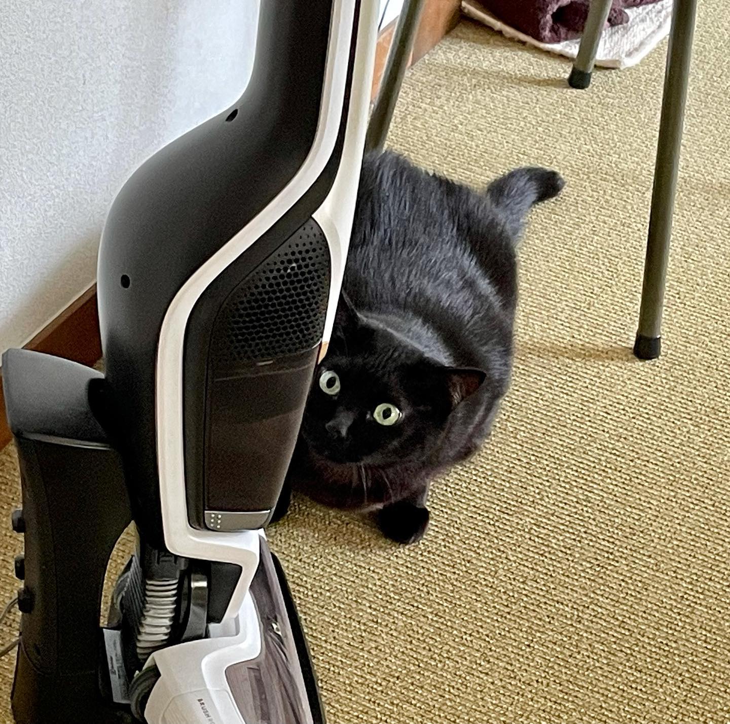 声がするのに姿が見えないと思ったら、そんなトコロに隠れていたのね️#tokyopetsitter #petsitter #cat #ペットシッター #キャットシッター