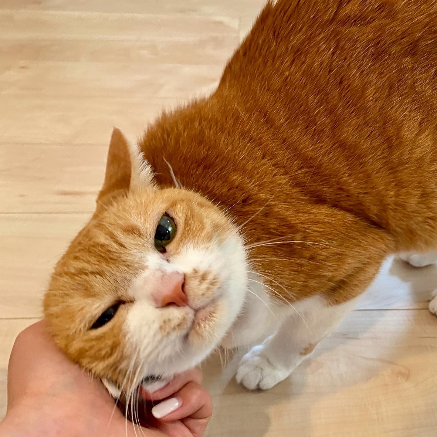 メイちゃんとは、かれこれ6年のお付き合い❣️いつの間にか13歳になって、ここ最近一気にシニア感が出て来ました。それはそれでまた可愛いんです?撫でられるのが大好きで、おもちゃで遊ぶのも大好きですごはんもしっかりと食べてくれますし、とっても健康的なおばあちゃまネコさんです。余談ですが、12歳とか13歳あたり、風貌だけでなく歩き方などの仕草にも変化が出てくる子が多いです。今までのように上手く爪を研げなくなっているケースもあり、肉球に食い込んでいたというお話もよく聞きます。病気の早期発見にもつながりますし、定期的な健康診断をオススメします♂️#tokyopetsitter #petsitter #cat #ペットシッター #ねこ