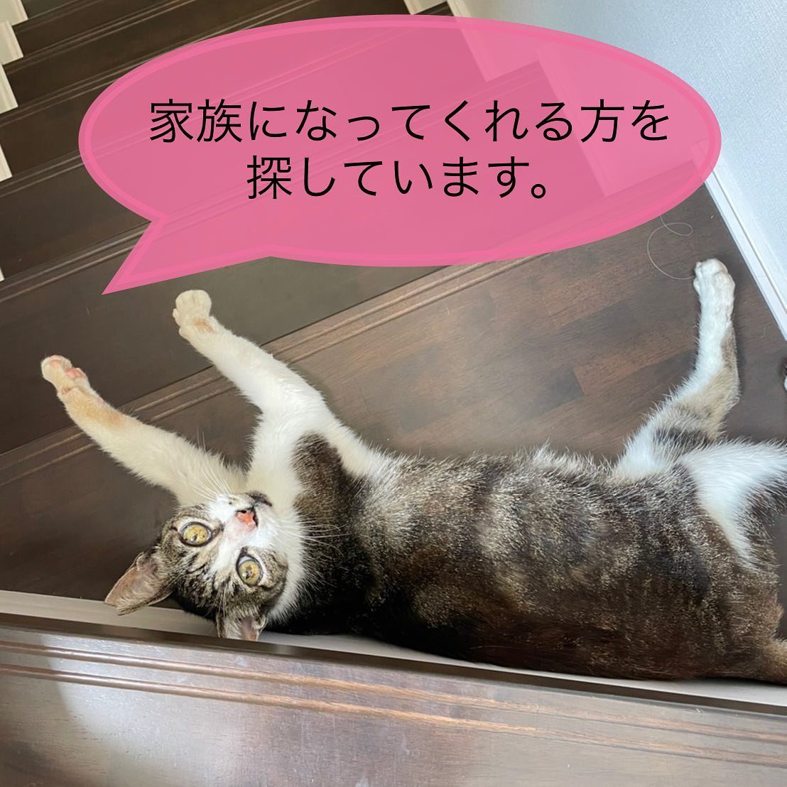 里親さんになってくださる方を探しています可愛い女の子です。◆性格や特徴八月終わりに保護された保護猫ちゃんです。長い間人からご飯をもらっていたからか、とても優しく全く攻撃的ではありません。初めての環境だと少しだけ警戒しますが、すぐに抱っこもさせてくれて、抱っこすると顔をうでに埋めてくるとても甘えん坊で可愛い猫ちゃんです。お腹すいた、ケージから出して欲しいなどメッセージがあるときは鳴いてよんでくれるおりこうさんです。◆健康状態獣医にて一通り検診済み。治療が必要な疾患等はありません。エイズや白血病検査済み、陰性です。避妊済み。◆その他小柄で飼いやすい猫ちゃんです。もともと外猫ちゃんのため、なんらかの原因で歯がほぼありませんが、虫歯などの問題はありません。ご飯はカリカリやささみ、チュールなどモリモリ食べます。#里親募集 #里親募集猫 #文京区