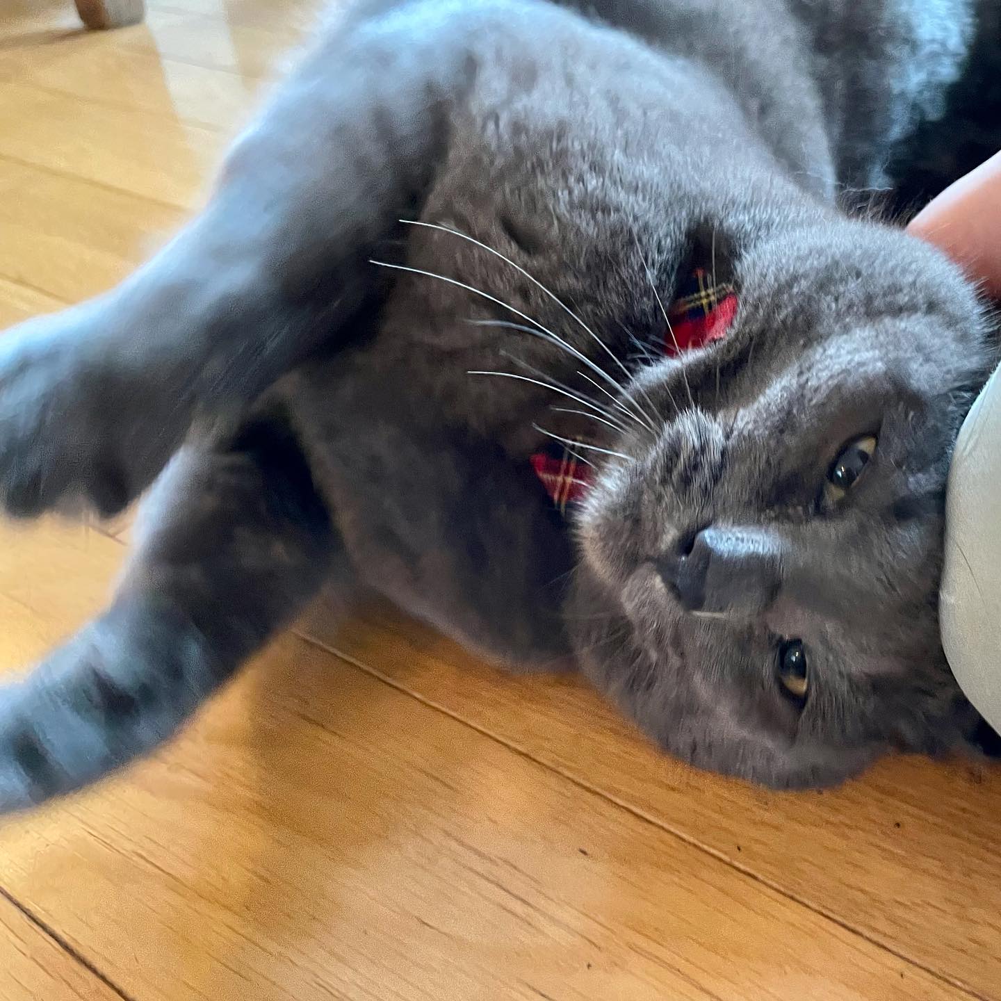 ホシオちゃん初めてのご利用でした️優しくて立派な体格のホシオちゃん。お打ち合わせ時は少しも怖がる様子がなく、ドーンと構えていましたが、いざシッティングとなると怖くてベッドの下に隠れんぼでした初日は、呼びかけも、ちゅーる作戦も不発に終わり、ベッド下から恐る恐る様子を窺って終了となりました2日目もやっぱりベッド下に潜ってしまいましたが、意を決して出て来てくれると、思いっきり甘えん坊さんしてくれましたホシオちゃん、切り替え早すぎー!笑たくさん甘え、たくさん遊び、元気に飼い主さんのお出迎えが出来ましたホシオちゃん、良く頑張りました️#tokyopetsitter #cat