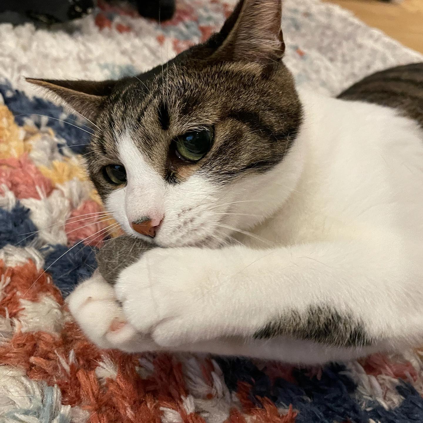 初めてのご利用の、ゆずちゃんとカフェちゃん飼い主さんが居ない時にやって来た私に、驚いて逃げてしまったゆずちゃん。大好きなラバーブラシを見せると、「あら!ブラッシングしてくれるの?」とすぐに仲良くなれました激しめのブラッシングが大好きな、美人さんです慎重な男、カフェちゃんお打ち合わせの時も隠れんぼでした。シッティング中は必要以上に怖がらせないように、安否確認だけにしておきました。いつか仲良くなれると嬉しいです2人ともお留守番頑張りました❣️#tokyopetsitter #猫のお留守番#毛玉のボールがお気に入り