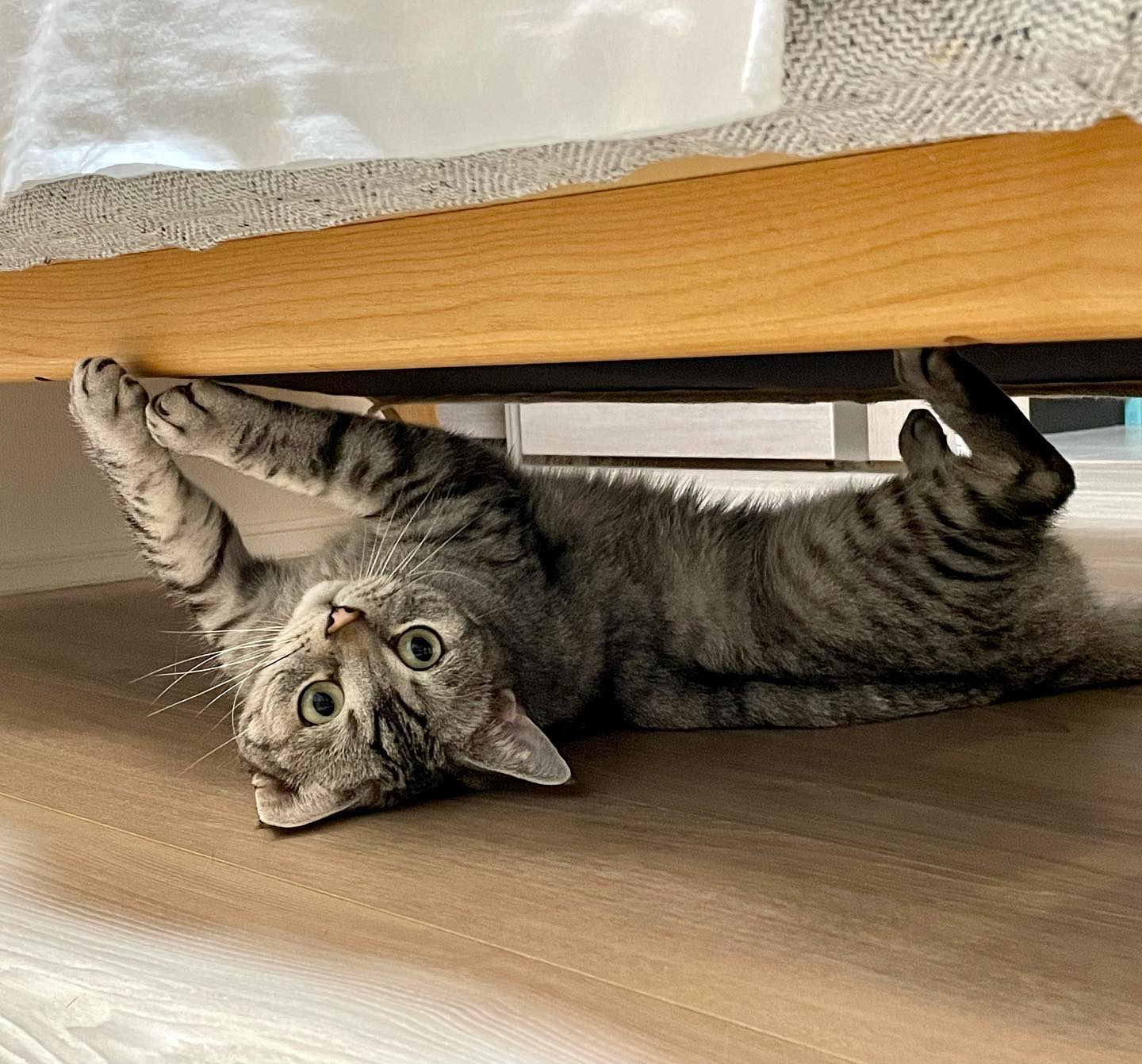 ひなとくーーん❣️少しずつ、少しずーつ、私の前でリラックス出来るようになって来ました️#tokyopetsitter #猫のお留守番