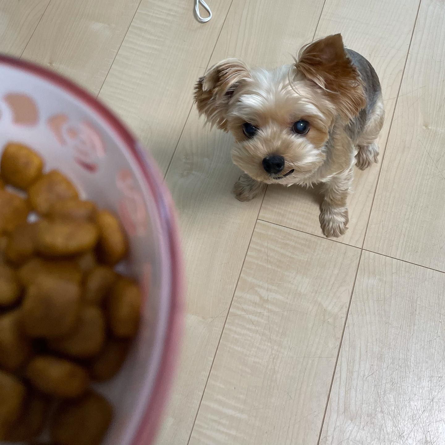 ごはん食べた過ぎて、悪い顔になっちゃってる、くるみちゃん#tokyopetsitter #ごはんが大好き#用意したら一瞬で食べてなくなる#ごはんが気になりお散歩中は気がそぞろ