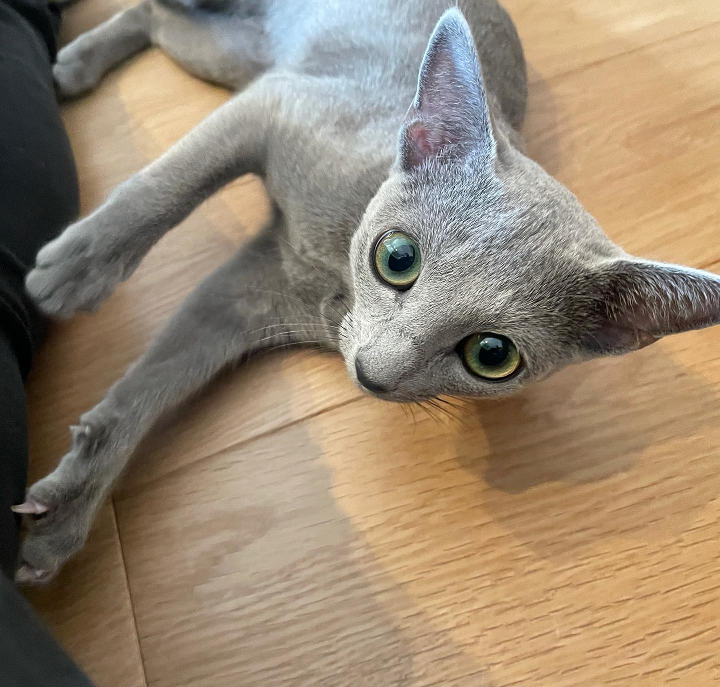 生後半年のあめちゃん初めてのお留守番にチャレンジでしたいつも飼い主さんの後をついて回る、甘えん坊のあめちゃん。初めてのお留守番でしたが、しっかりとごはんを食べて、少しのイタズラもせずお利口さんに過ごしてくれていましたでもやっぱり人恋しかったようで、私の顔を見ると駆け足でお出迎えに来てくれ、たっぷりナデナデとじゃらし遊びを楽しみ、シッティング後半には1人の時間も楽しんでのんびりです。あめちゃん、お留守番よく頑張ったね!
