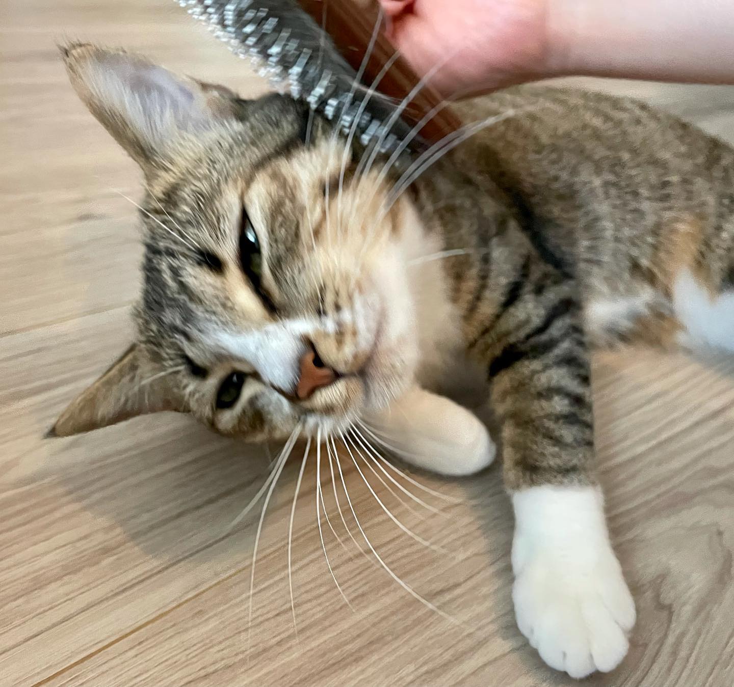 ohanaちゃんブラッシング大好きっ子になっていました?好きなものが沢山あるのは幸せなこと❣️