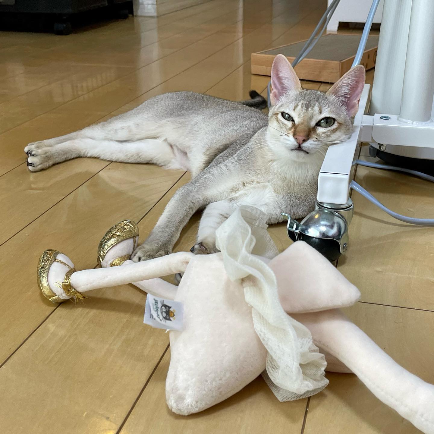 ぬいぐるみをコテンパンにやっつけて、満足げなナノちゃん避妊手術を済ませたばかりなので控えめに遊ばせていたけれど、満足してくれたようで良かったです️