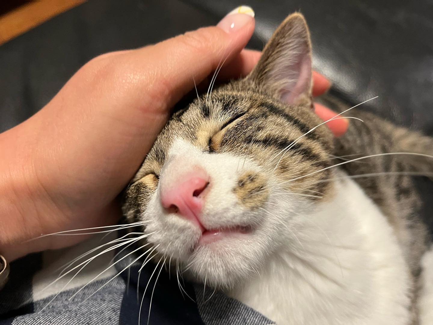 ヤッチちゃん大きく、たくましく育ちました❣️そして、まだまだ大きくなりそうな雰囲気です️
