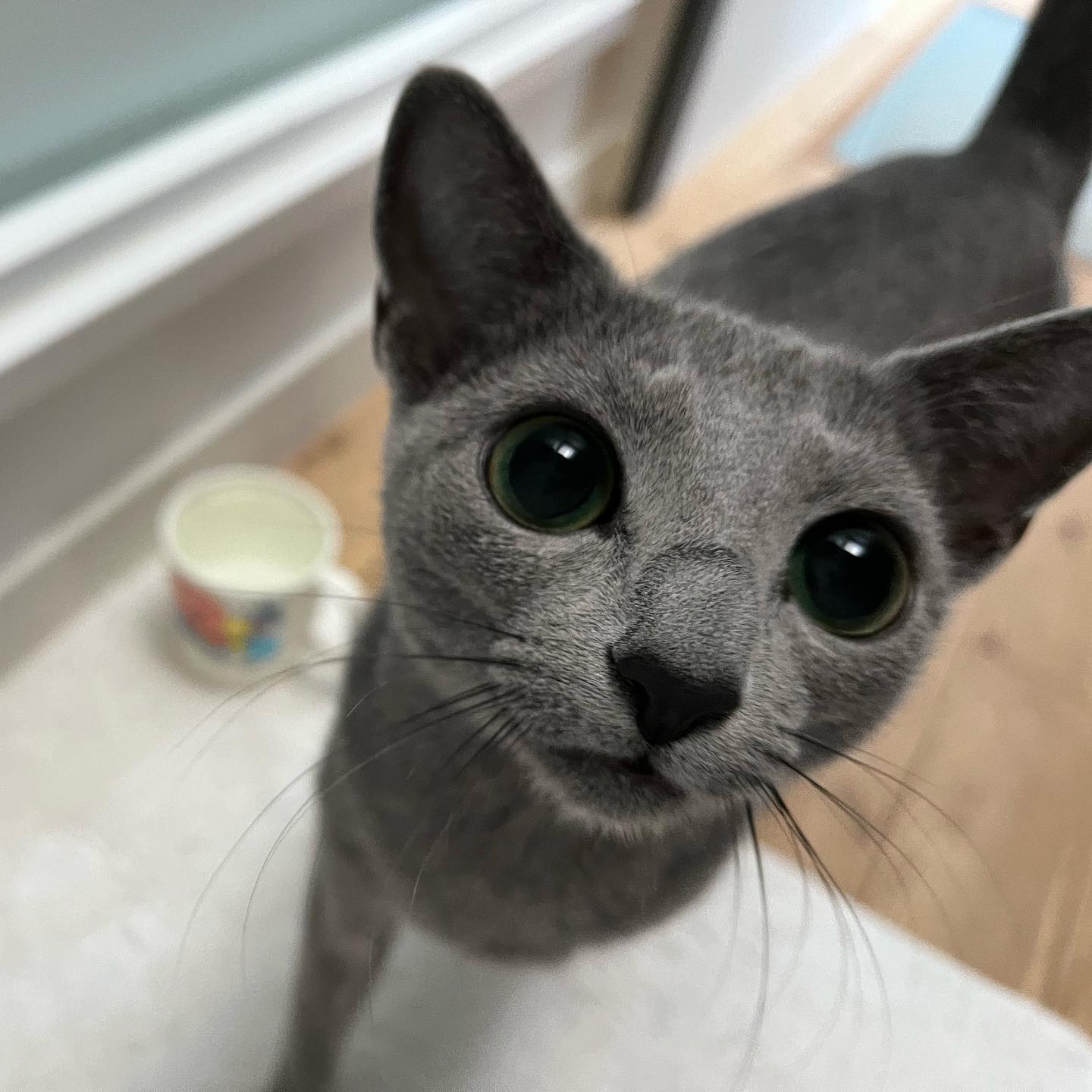甘えん坊あめちゃん?初日は余裕そうだったけど、2日目は超絶甘えん坊さんでした?