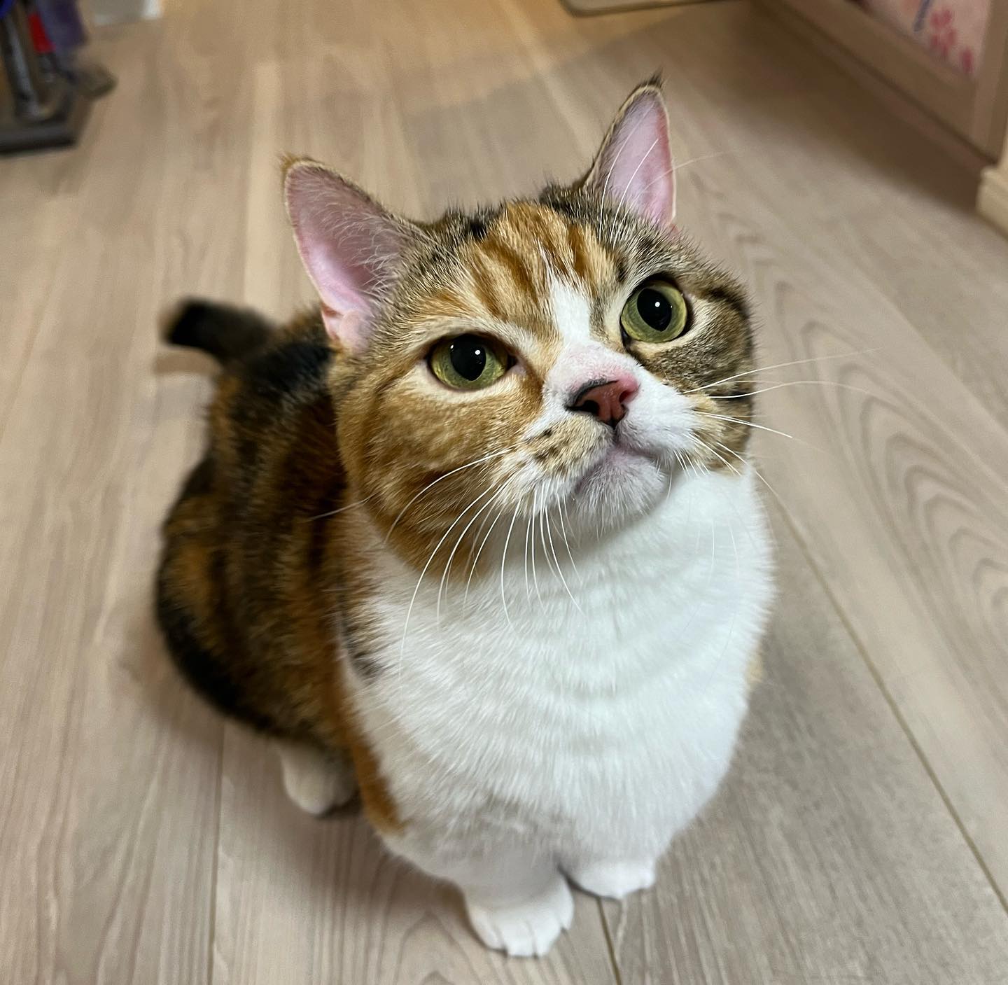 張り切って遊びすぎて、お耳が真っ赤のふぅちゃん