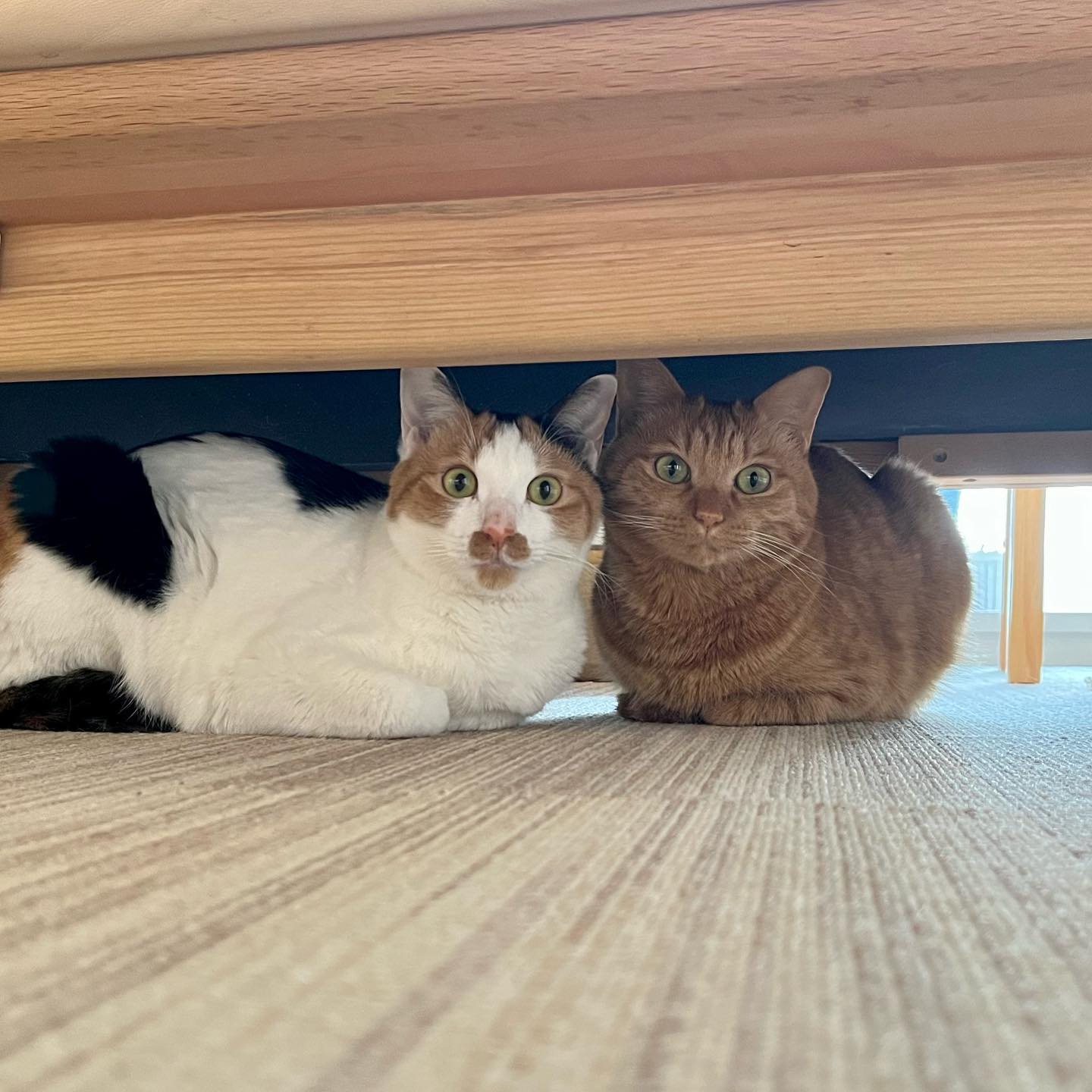 我が家の、ねこたち。大体いつも、ふたりいっしょ?