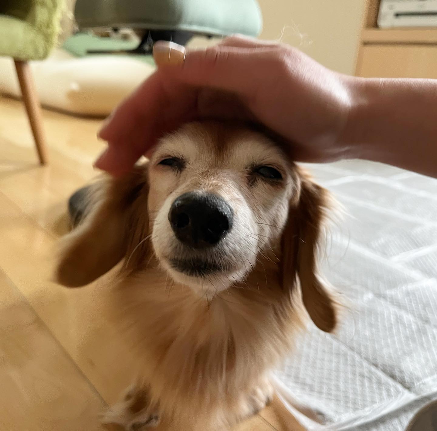 琥珀ちゃん、今年もナデナデ大好きです?