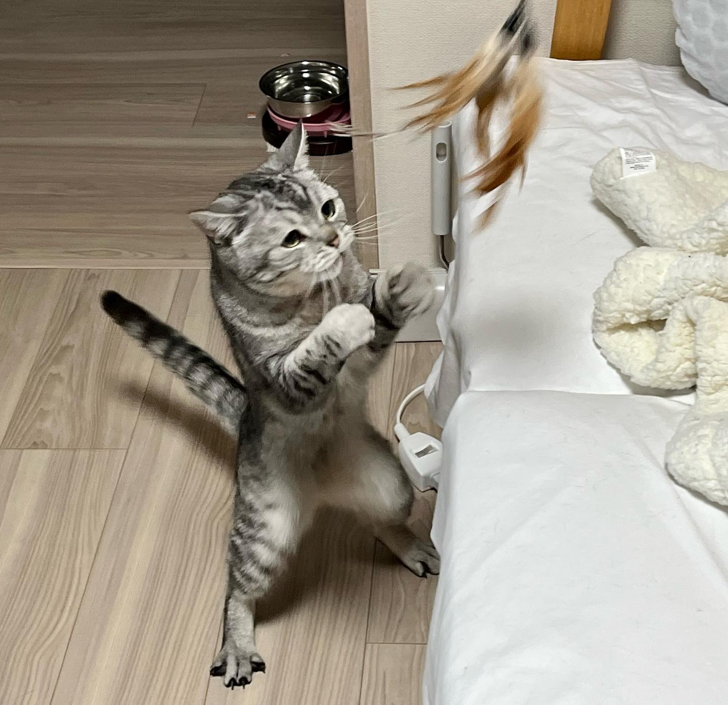 ひなとくん、ボクシング経験者なのかも知れません