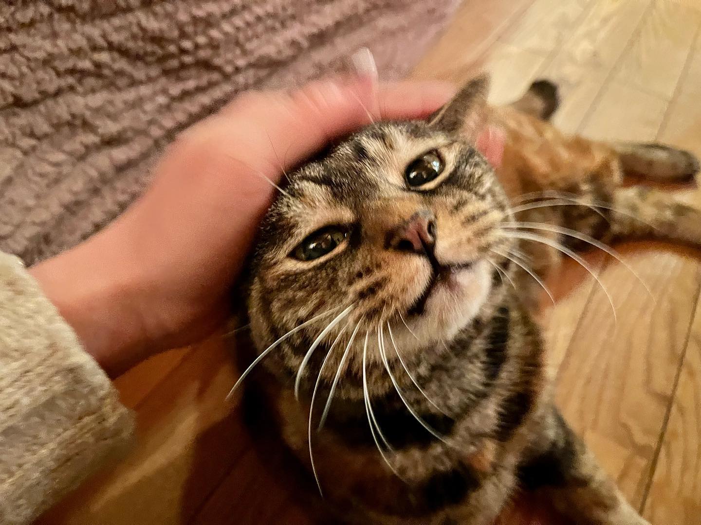 ポポちゃんの笑顔ツンデレの極みのデレの方。