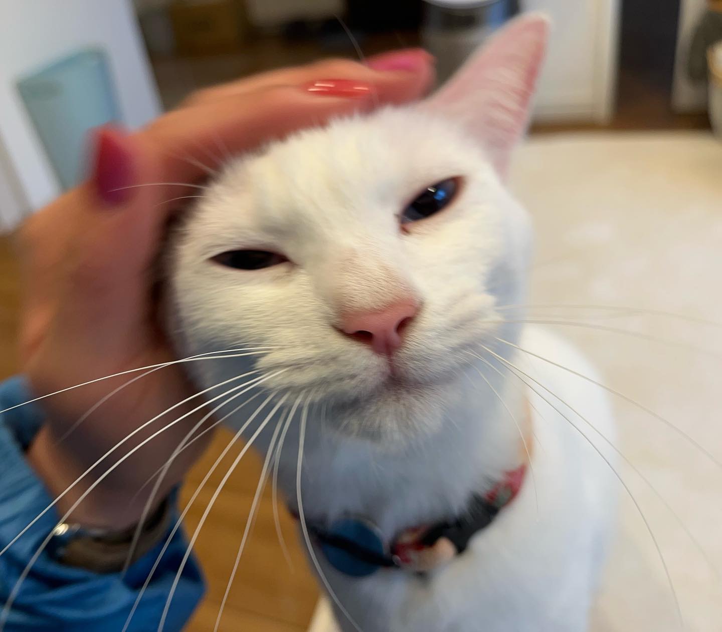 ちょっとお久しぶりの雪ちゃん?玄関ではお目目をまん丸にして驚いていたけど、「シッターさんじゃなーい」と、すぐにニャーニャー雪ちゃんに変身?♀️お尻の穴ですら可愛いってスゴイな?