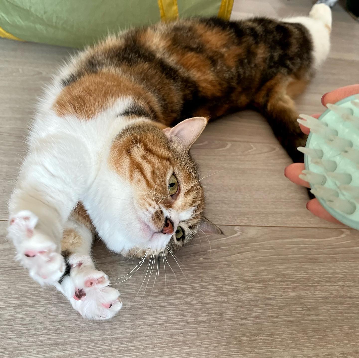 「ネコ科あんよみじかい属」のふぅちゃん?ブラシを見せると、すぐにゴロンです❣️遊んだあとだと、野生に戻り切っていてブラシは無理?