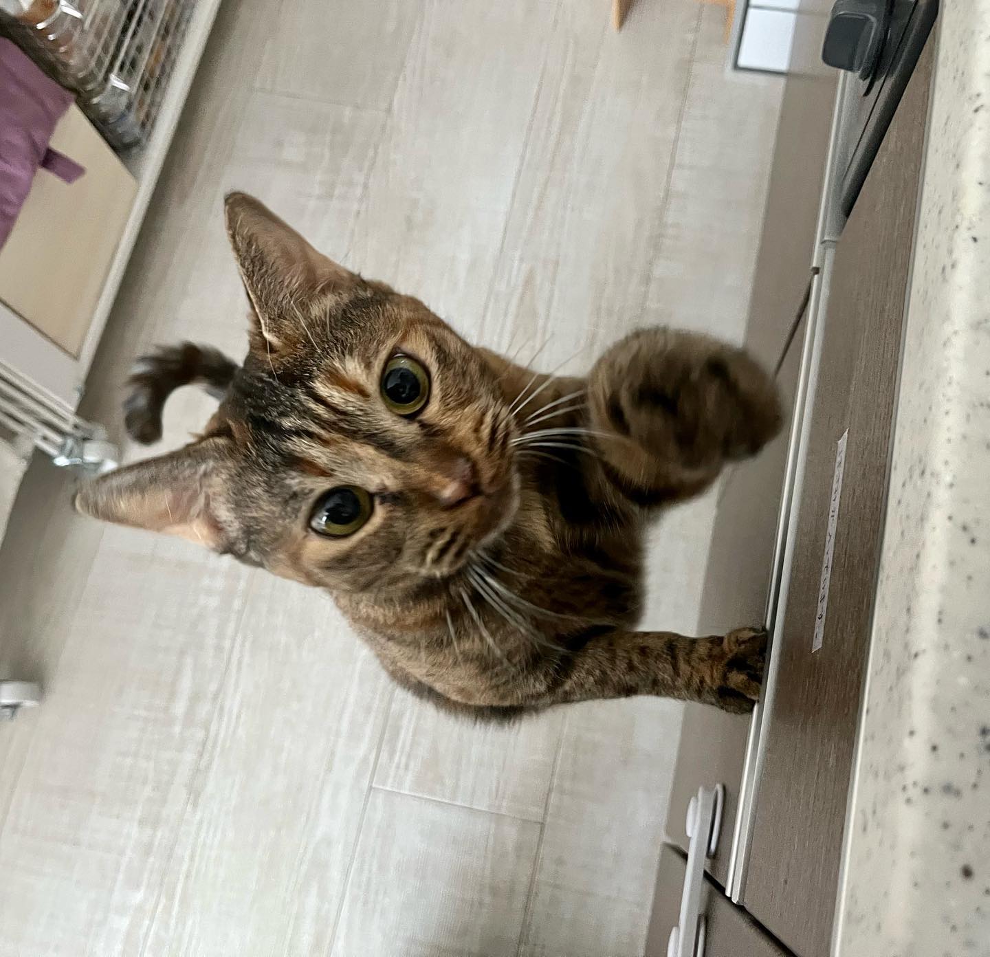 阿古屋ちゃんお打ち合わせの時は、少しも出て来てくれず…シッティング初日もずっと隠れんぼ。2日目に勇気を振り絞って出て来てくれました️「ごはん早くー!」と可愛くおねだりしたり、甘えてゴロンゴロンで、3日目にはすっかり心を開いてくれました可愛い阿古屋ちゃん❣️楽しいシッティングとなりました