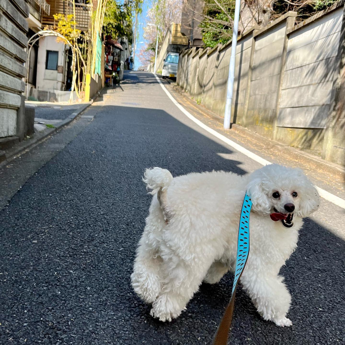 週に一度のまこちゃんとのお散歩まこちゃん、嬉しくていつも笑ってる️1時間で4km、お互いに良い運動になってます‍お散歩代行60分と40分のコースで承っています