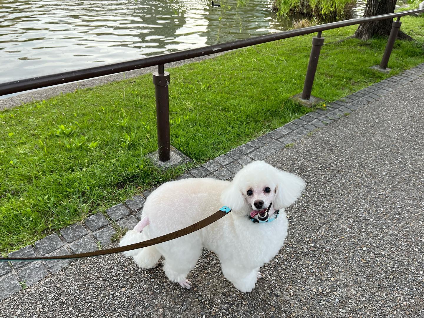 まこちゃん、シャンプーしたばかりのフワモコちゃん今日は、一緒に上野公園に行ってみました