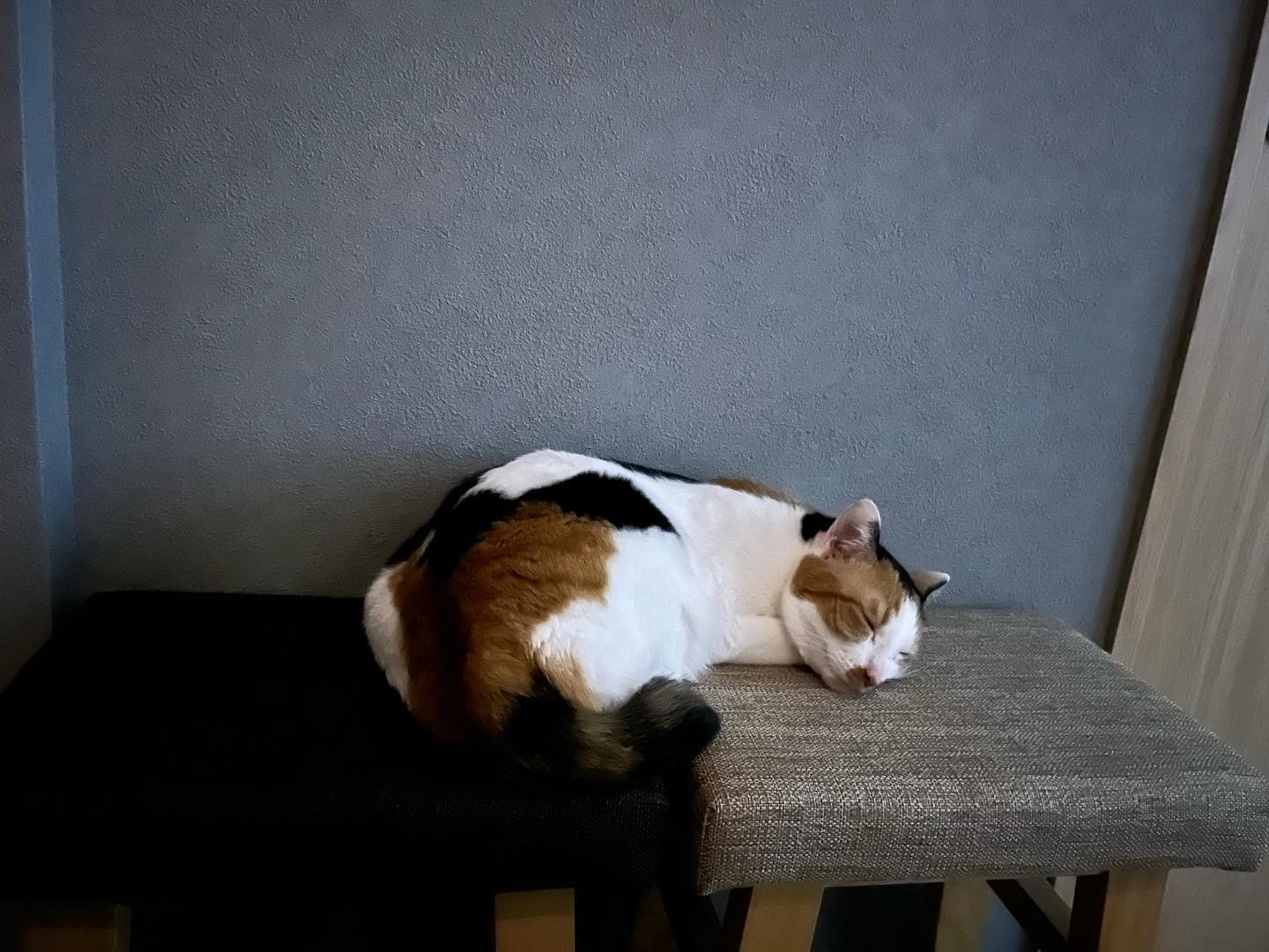 うちのアオちゃん?かわいさ100%