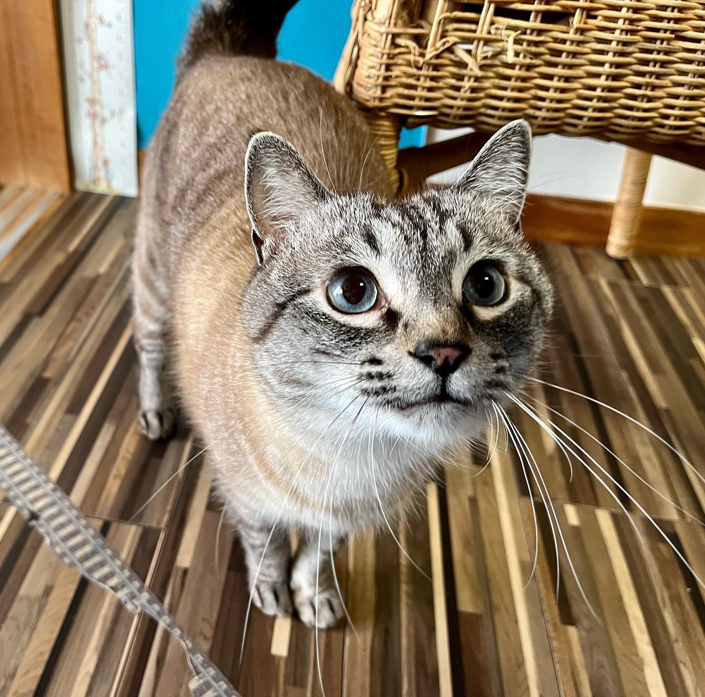 コロナでなかなかお会い出来なかったので、忘れられてるんじゃないかと思いましたが、銀介ちゃん直ぐに思い出して甘えに来てくれました?じーっと私の顔を見て、「あっ!あの人だ!」ってなる瞬間❣️心が通じ合ってるなと、嬉しくなります️
