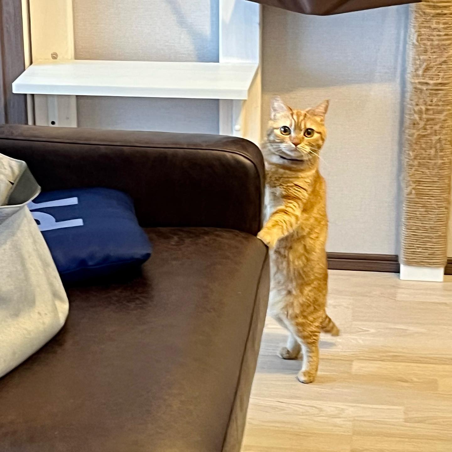すずめちゃんベッドの下に隠れんぼだったのに、振り返ったらこの状態でした?笑いを堪えるのに必死でした???何故か、毎回初めだけ隠れたがる子