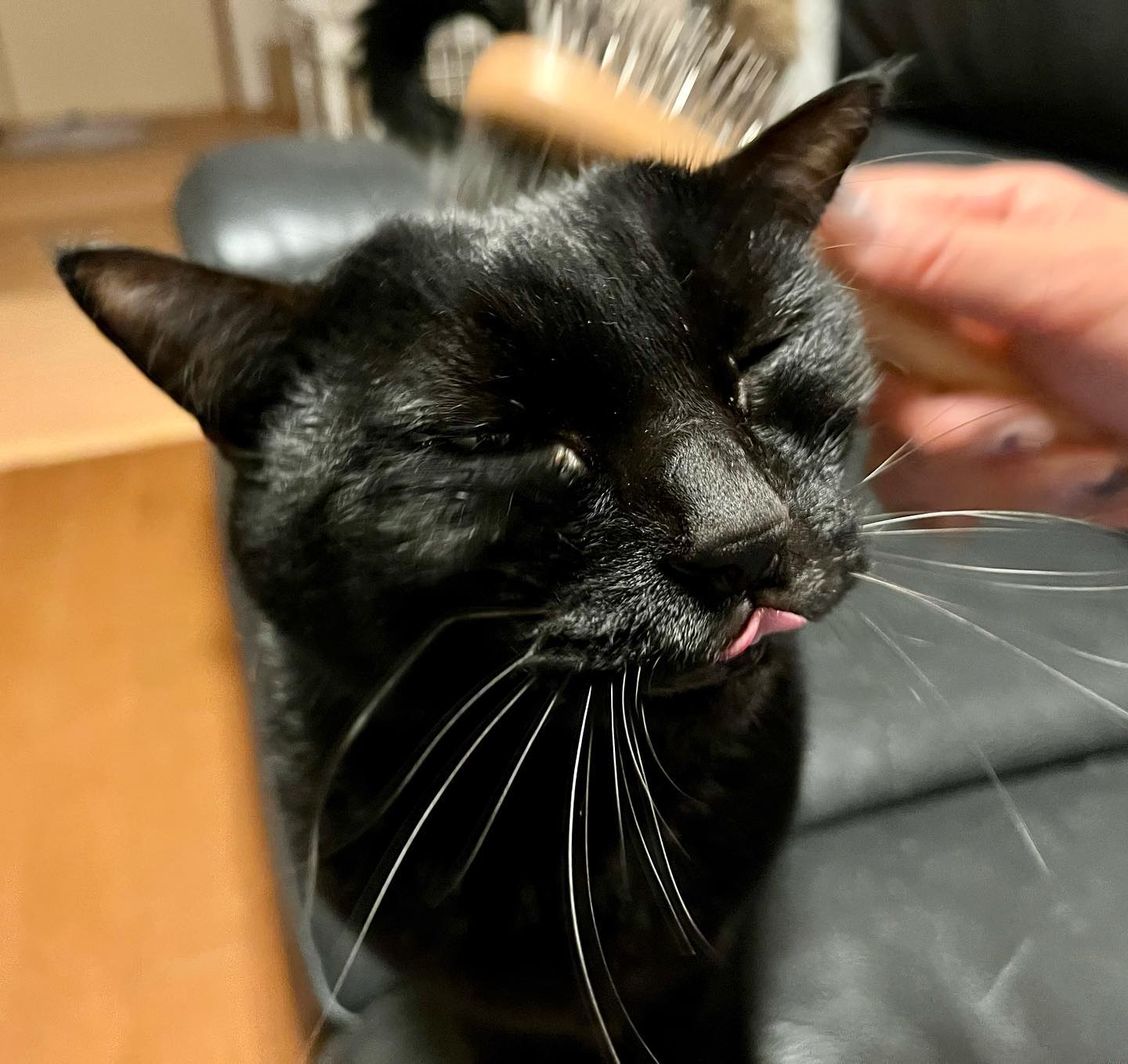 お休みさせていただき、リフレッシュして戻って参りました数日開きましたが、GWを頑張ったのご紹介に戻ります️ブラッシング大好きな、ルナちゃん&ケージくん末っ子のヤッチちゃんは、ブラシよりもじゃらしで、まだまだ遊びたい盛りです3匹いると、賑やかで楽しい?