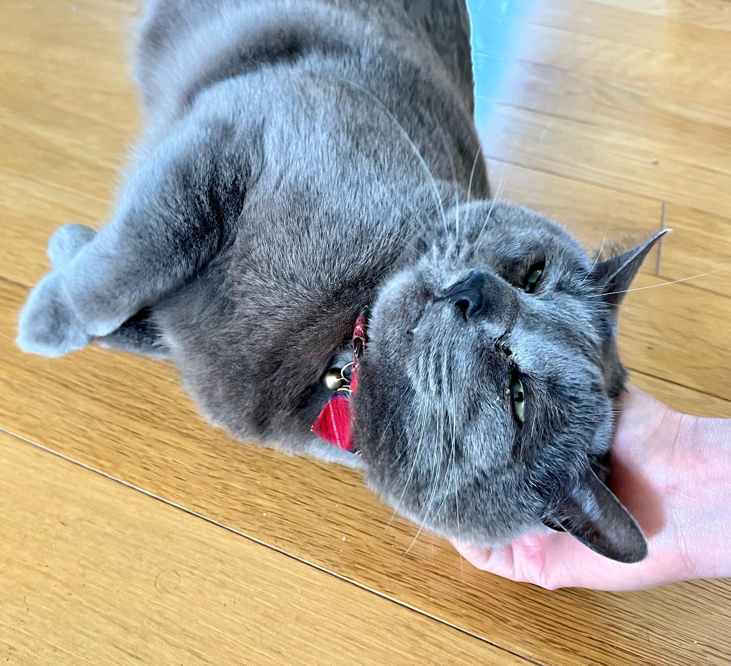 ホシオちゃん前回は仲良くなるまでに時間が掛かったけど、今回は初日から甘えたさんMAXでした️❣️ちゃんと私のことを覚えてくれていました?アリガトー?