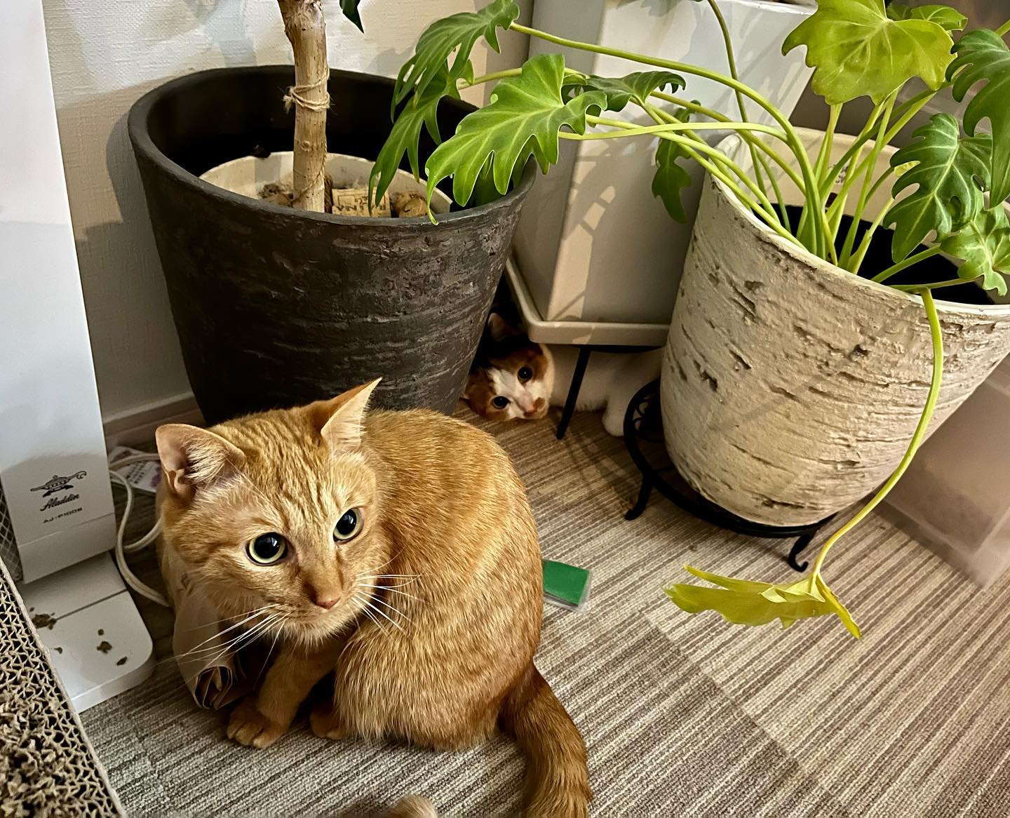 たまに、アオちゃんがとんでもないところに潜んでて「ヒッ！」てなる?今回は、植木鉢の下?