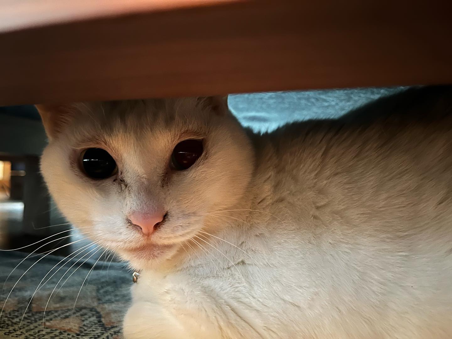 ミルクちゃん慎重な性格のかわい子ちゃん?今回は毎日ソファ下のミルクちゃんだったけど、ミルクちゃんのペースでのんびりと仲良くなっていきたいですちゅーる食べる為に、ソファの手前でスタンバイしちゃうミルクちゃん