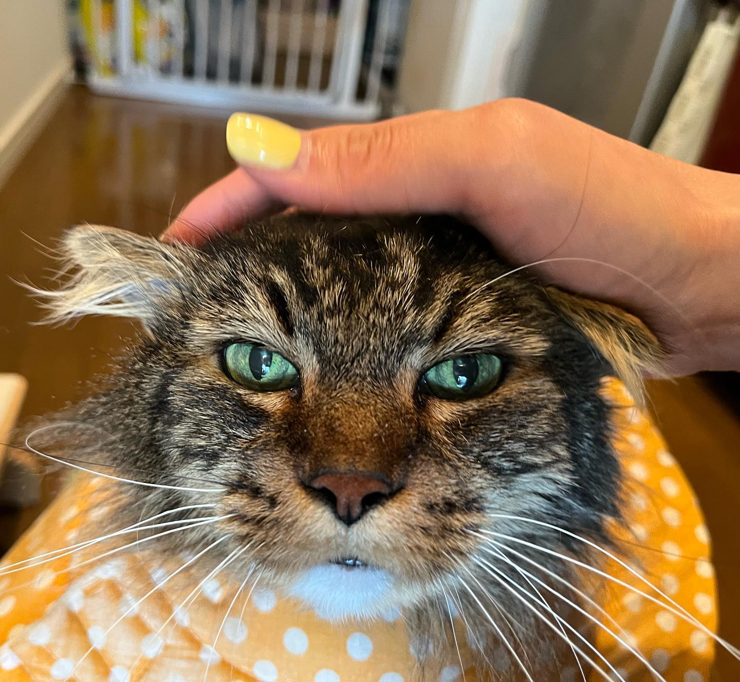 カイくんお打ち合わせの時は、何かが気に入らなかったようでシャーでしたが、お留守番では毎日歓迎をしてくれ、喉を鳴らしてくれていました️カイくん、受け入れてくれてありがとう❣️身体が大きいので、遊ぶ時は迫力満点でした〜楽しかったー!