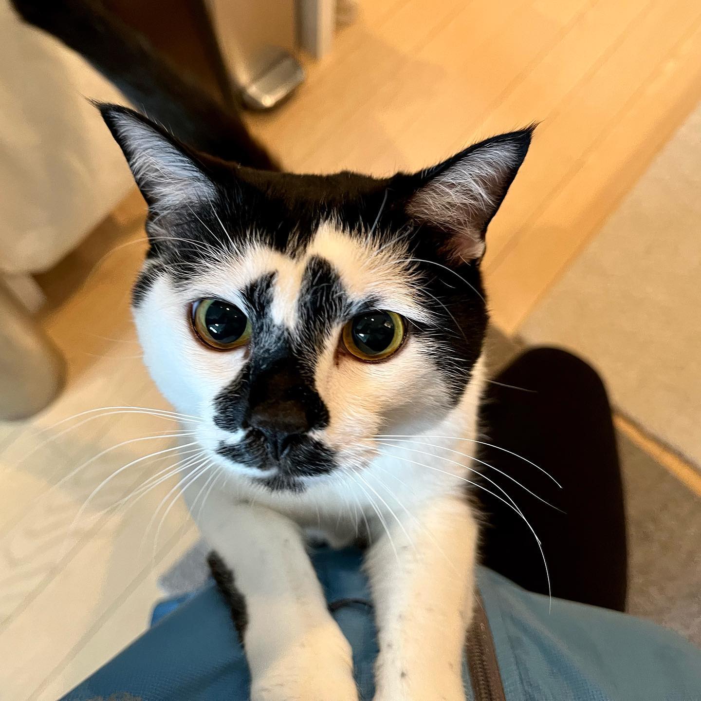 カブちゃん毎回、キラキラのお目目でハグを求めてくれて、シッターはキュンキュンしちゃいます?