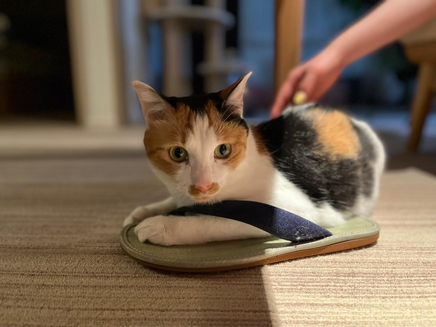 わが家のアオちゃん、3歳になりました?️でも、中身は1歳未満。永遠の子猫ちゃん夫の室内履きの草履を履いちゃう無邪気さ、ずっと変わらないでいて欲しい?