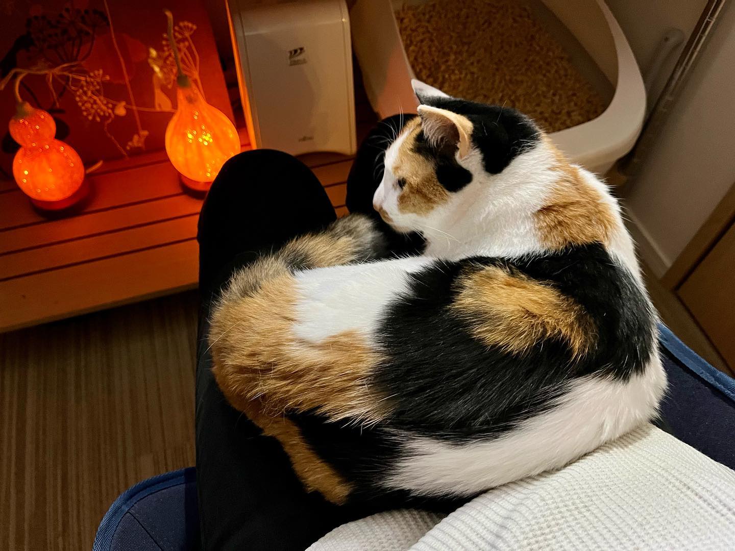 仕事から帰って、病み上がりのまりんちゃん（わが家のベタ）の様子を観察していたら、すかさずおひざに乗ってくるアオちゃん?晩ごはん作らなきゃだし、ただでさえ忙しいこの時間でも可愛すぎて下ろせないし、ついつい写真撮ってインスタ開いちゃってる?晩ごはんのおかず、１品減りそう?