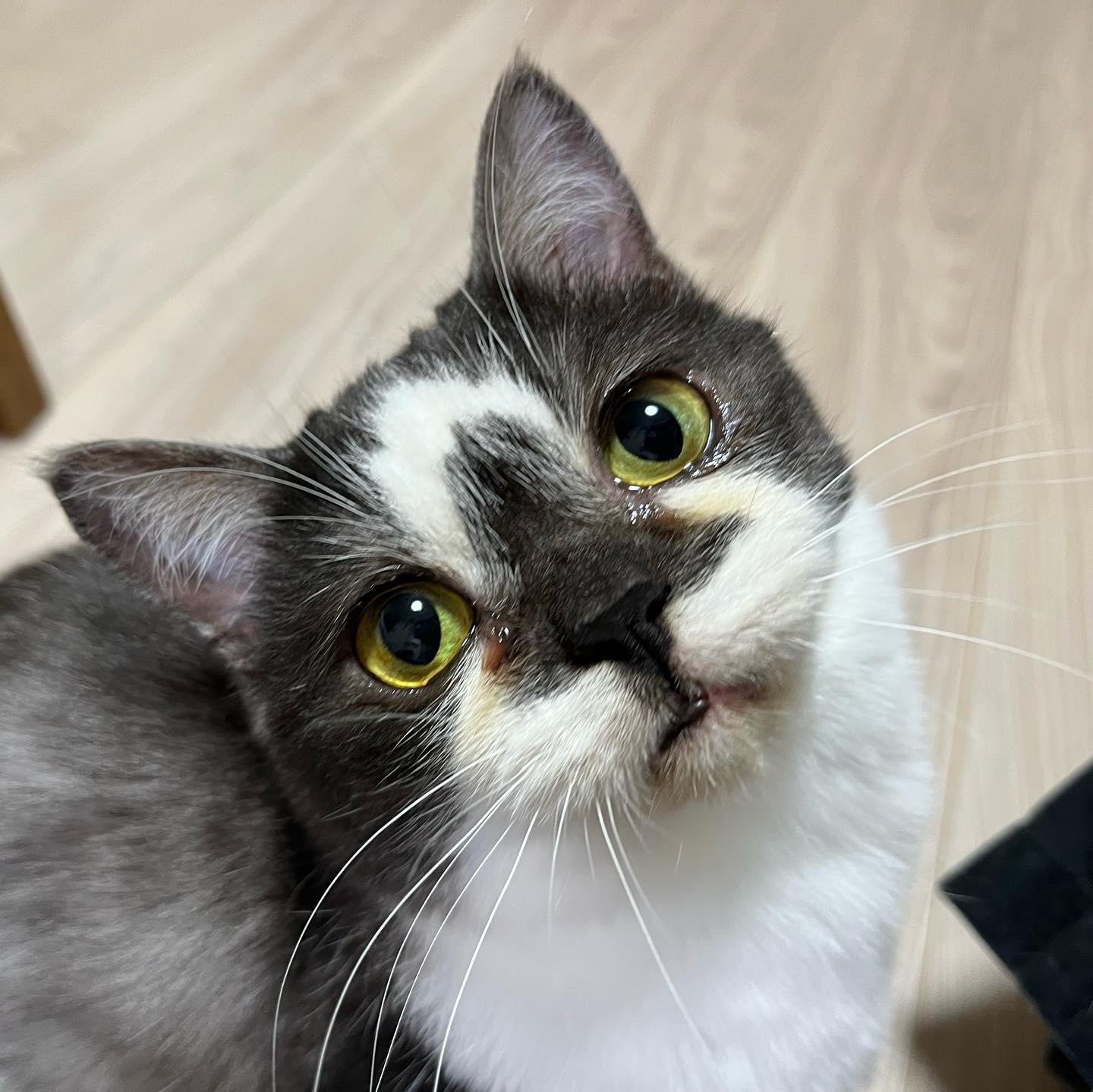 ハルくんがとんでもない可愛いお顔をしていたので、ハルくんが1枚目?ひなとくん、最近は遠慮なく遊べるようになりましたそして、ふぅちゃんは遊び過ぎて息が上がってしまいました?