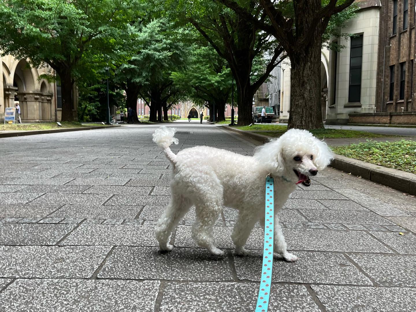 マコちゃんとお散歩東大をぐるっと回って、根津神社に寄って、4km‍♀️途中、青空個展てづくり市@kinakokimono さんのお店で、アオちゃんにボールを買って帰りました?教えて下さった@noa_loves さん、ありがとうございました〜?