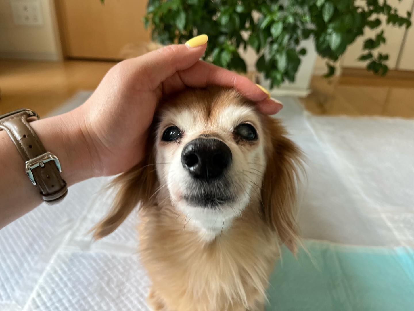琥珀ちゃんいつもニコニコ笑顔のおばあちゃま️！定期的に通わせていただいるうちに、怖がり猫さんたちがお顔を見せてくれるようになりました
