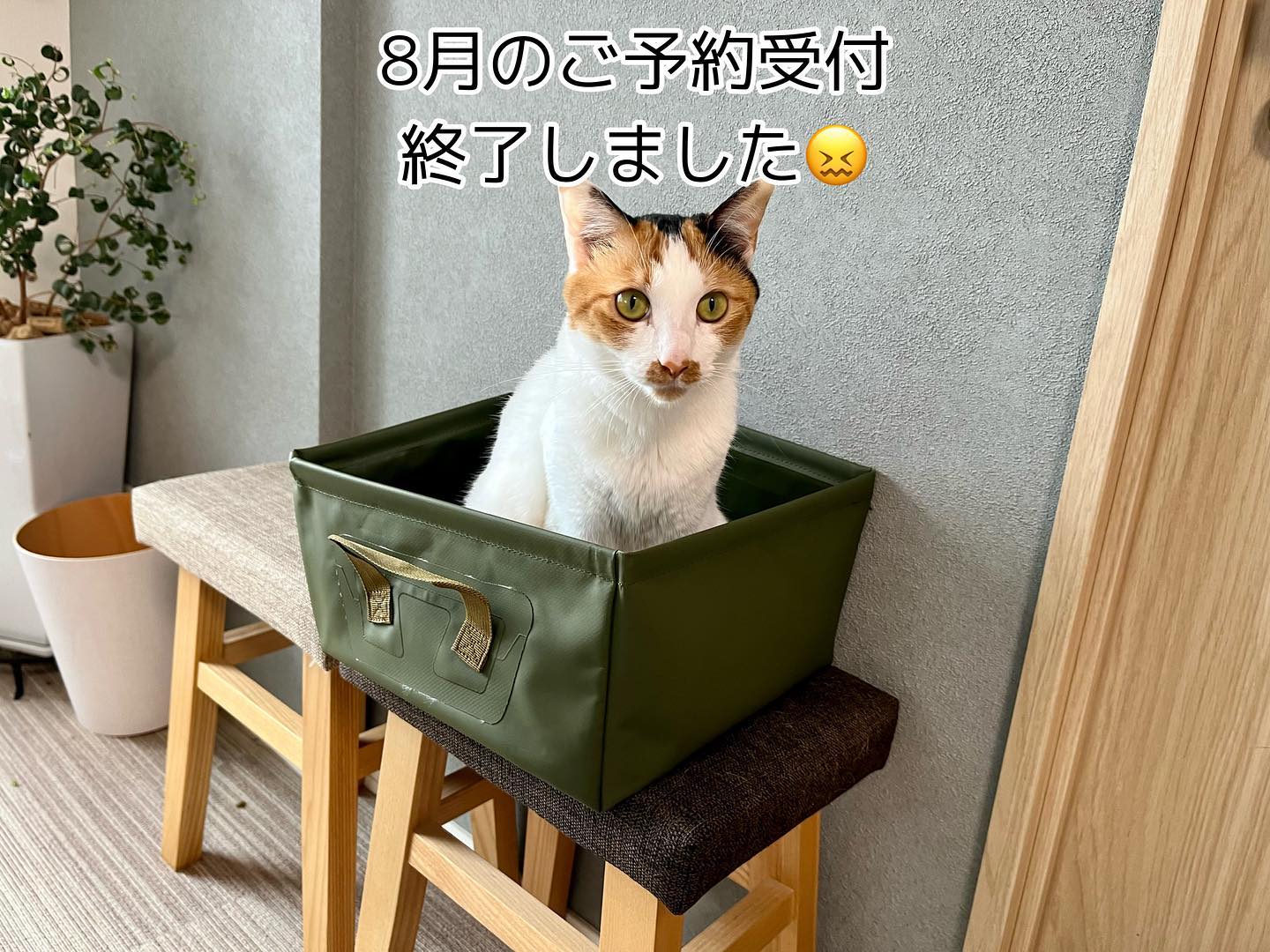 今年の夏はご予約が大変混み合っておりまして、8月中、及び9/13〜9/15は定員に達しており空きがございません9月1日〜1月25日までのご予約のみ、承っております??忙し過ぎでインスタの更新が出来ていませんでしたが、今週は張り切りたいと思います??